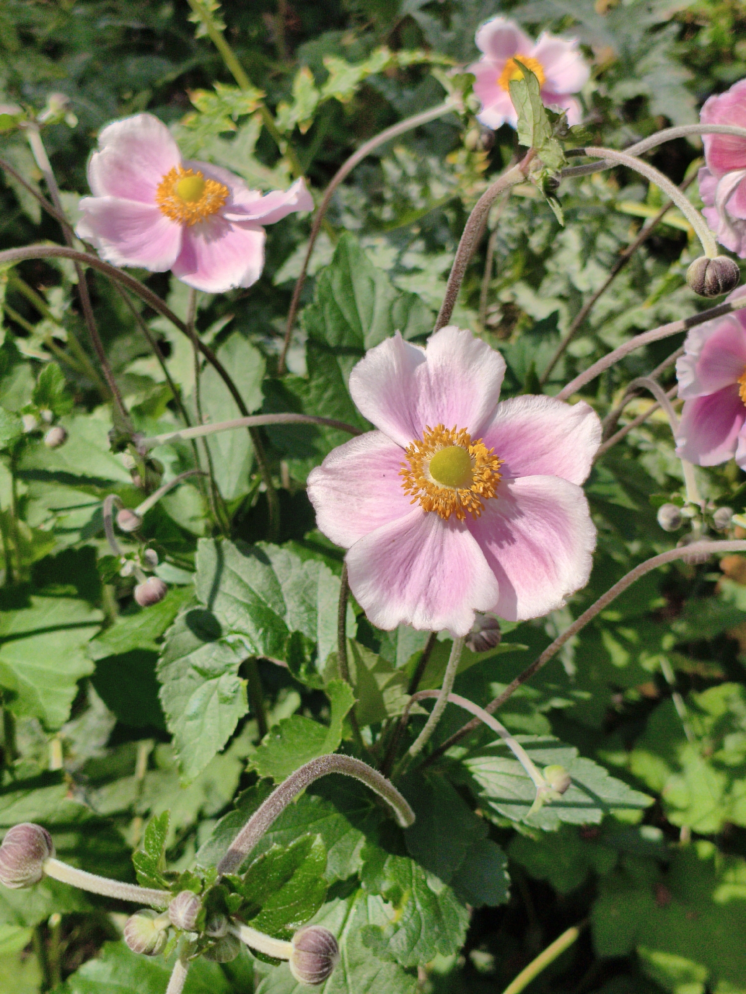 This is a close-up, eye-level, outdoor photograph of Japanese Anemone flowers (Anemone hupehensis) in bloom, with several unopened buds visible. The flowers are a delicate pale pink with yellow centers, and their petals are slightly ruffled. The leaves are a deep green and appear lush. The background is a soft blur of more foliage, suggesting a garden setting. The lighting indicates it is daytime, with some dappled sunlight. There is no indication of location within Moscow, Russia, or any human presence.