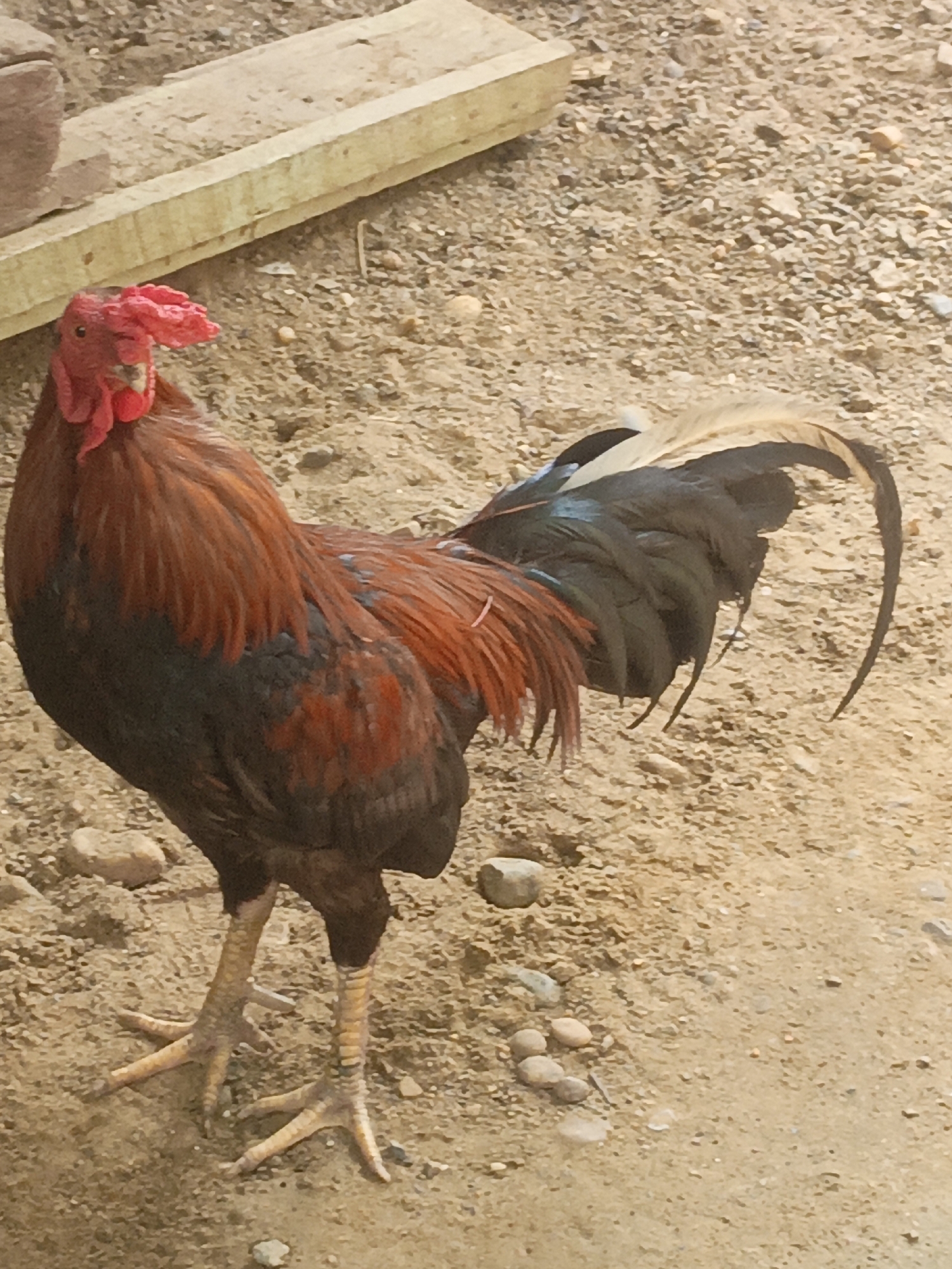 A rooster stands on sandy ground near a wooden plank and some rocks. The rooster has red comb and wattles, brown and black feathers, and a long black tail with some lighter feathers. Its legs are yellow and scaly. The ground is a mixture of sand and small stones. In the background, a blurred image suggests a brick structure. The overall environment appears to be outdoors, possibly a rural or semi-rural area. The image does not provide any specific information about the city of Lhokseumawe, Indonesia.