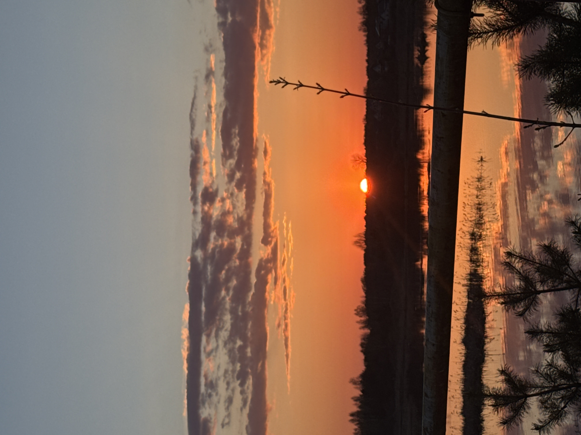 The image depicts a sunset scene at Bol'shoye Kozino, Russia. The sun, a bright orange orb, is low on the horizon, partially obscured by a dark treeline. The sky transitions from a pale blue on the left to a vivid orange near the sun. A line of textured clouds is visible on the left side of the image. The sunset's reflection is visible on the surface of water. In the foreground, there is a silhouette of tree branches and a few light-colored, vertical objects which may be branches, small trees, or poles. A slender stem with small projections is positioned in the central foreground.