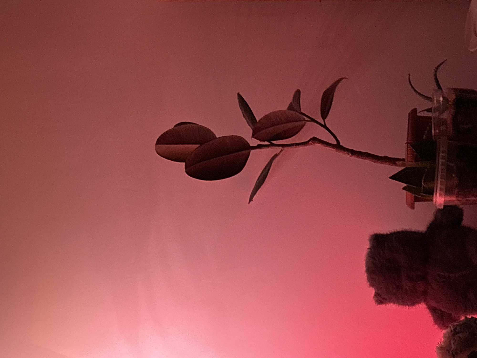 A photograph shows a plant with large, dark leaves branching to the right of the frame, positioned against a rose-colored background. The plant is in a pot or container, only partially visible. In the bottom right, a fuzzy object resembling a stuffed animal is present. The location and city of Saint Petersburg, Russia cannot be determined from the image.