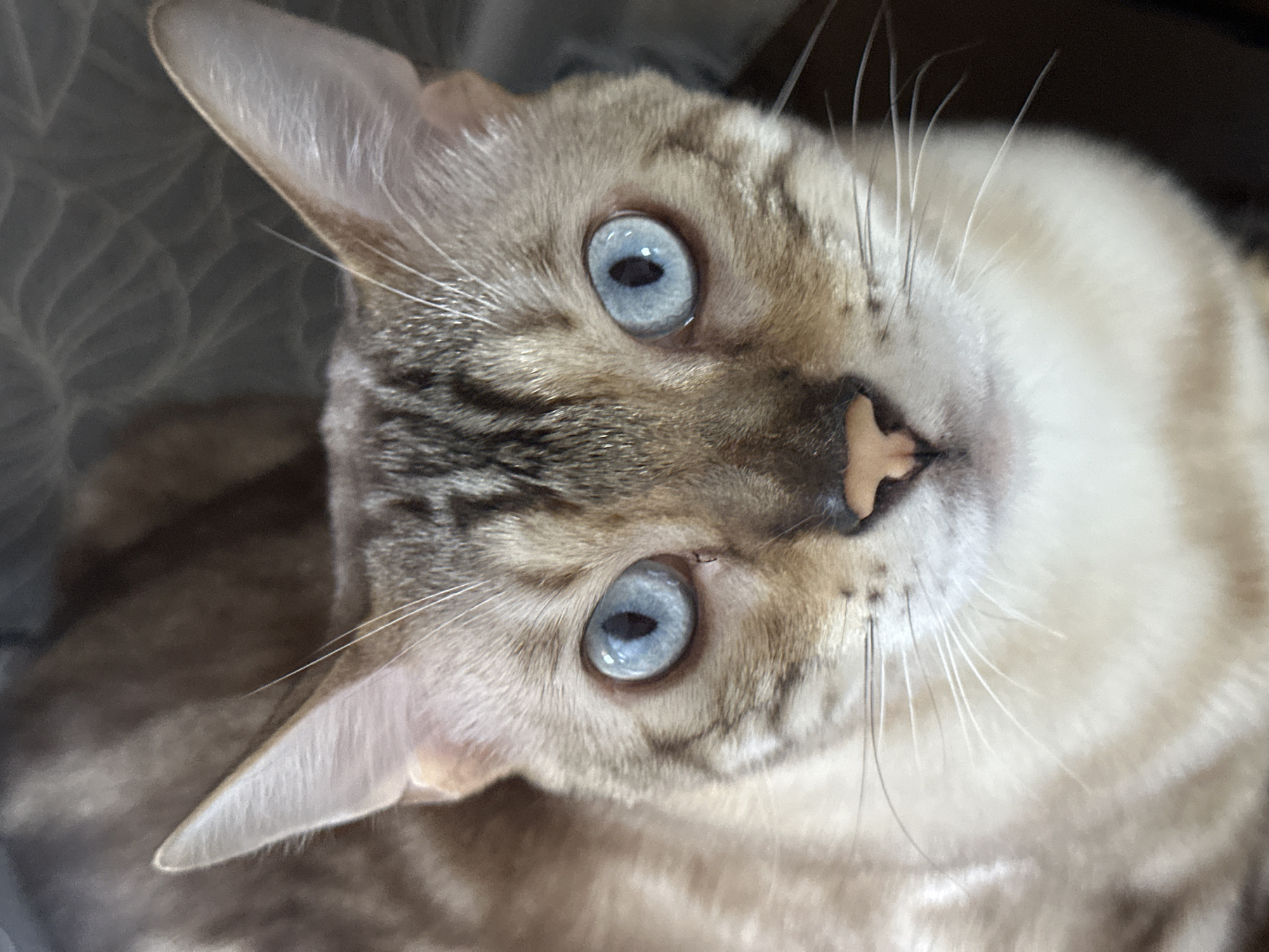 The image is a close-up, head-on shot of a Bengal cat with striking blue eyes and tabby markings. The cat's fur is a mix of light tan and brown with darker stripes. Its nose is a pinkish-brown color, and its whiskers are long and white. The background is softly blurred, suggesting a domestic indoor environment. The cat is looking directly at the camera. The image does not contain any identifiable landmarks or elements that would indicate its location in Energetik, Russia.