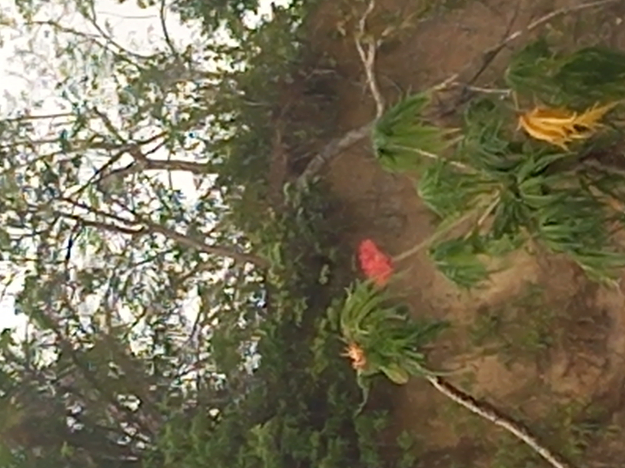 The image displays an outdoor natural scene, possibly viewed from a slight elevation looking downwards. The scene is dominated by various forms of vegetation and reddish-brown soil.
In the mid-ground, a prominent plant with vibrant red, torch-like flowers or inflorescence is visible, surrounded by long, spiky green leaves. Below and to the right of this, another plant with similar green foliage features bright yellow, somewhat shriveled leaves or flowers. The ground is reddish-brown earth, with some sparse green plants and a lighter-colored branch or root lying across it.
The background and upper left portion of the image reveal a dense canopy of tree branches and foliage against a very bright, almost white sky, suggesting clear weather and ample daylight, likely midday. No people or human-made objects are visible, and there is no discernible activity taking place. The overall impression is one of a wild or uncultivated natural environment. No text is visible in the image. Given the context of Puloblang, Indonesia, the vegetation may be indicative of a tropical or subtropical climate.