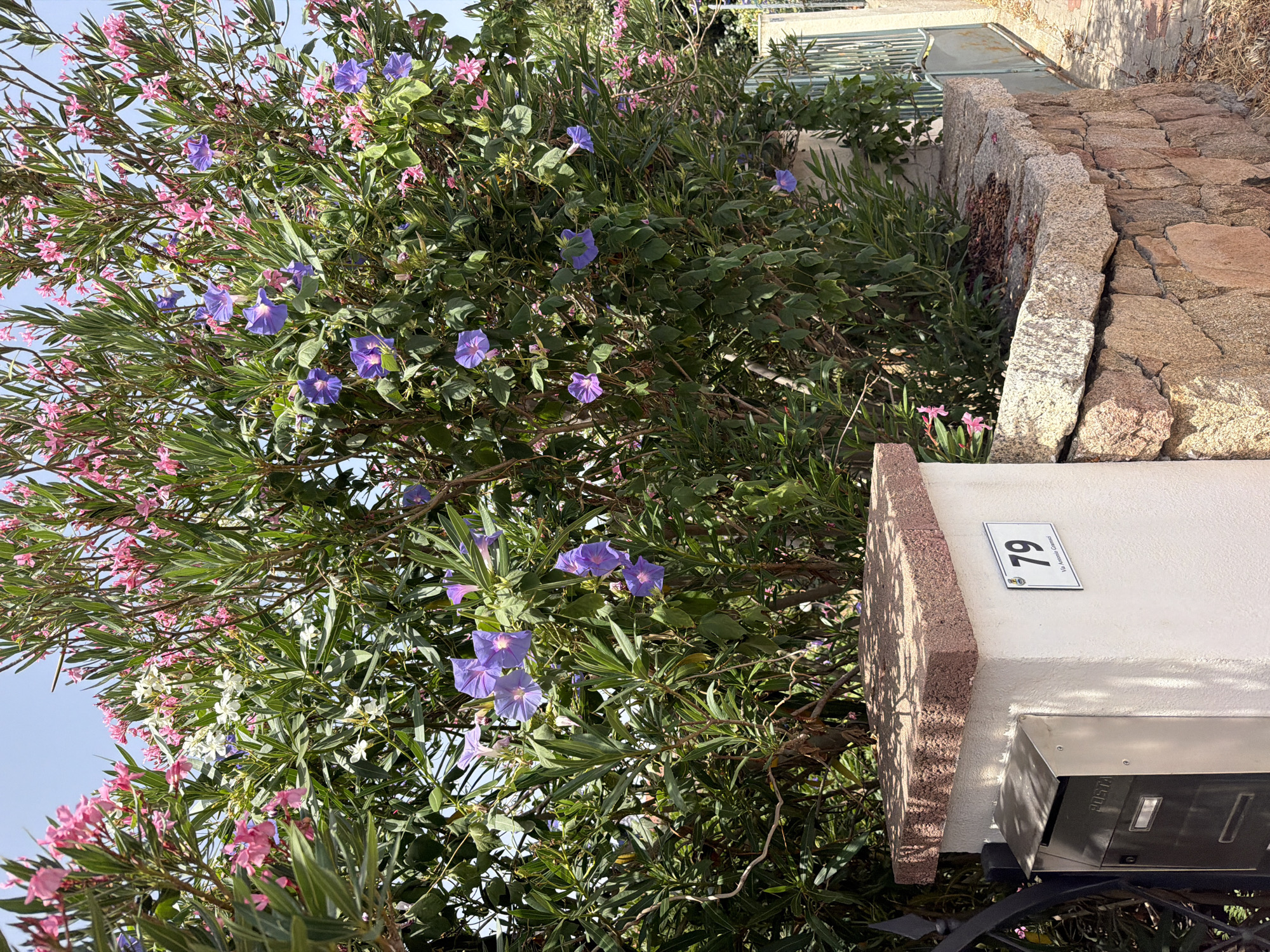 This is a full-frame, eye-level, outdoor shot of a vibrant hedge with pink and purple flowers in Santu Diadòru, Italy. The hedge is dense and leafy, with many small pink flowers and some larger purple trumpet-shaped flowers interspersed. In the foreground, a white post with a stone cap stands to the left, featuring a metal mailbox and a sign displaying "79 Via Antonio Gramsci". To the right, a textured stone wall runs along the base of the hedge, with a light blue metal gate visible in the background. The scene is illuminated by bright daylight, casting shadows on the wall. There are no people or animals visible in the image. The overall impression is one of a well-maintained garden area next to a street.