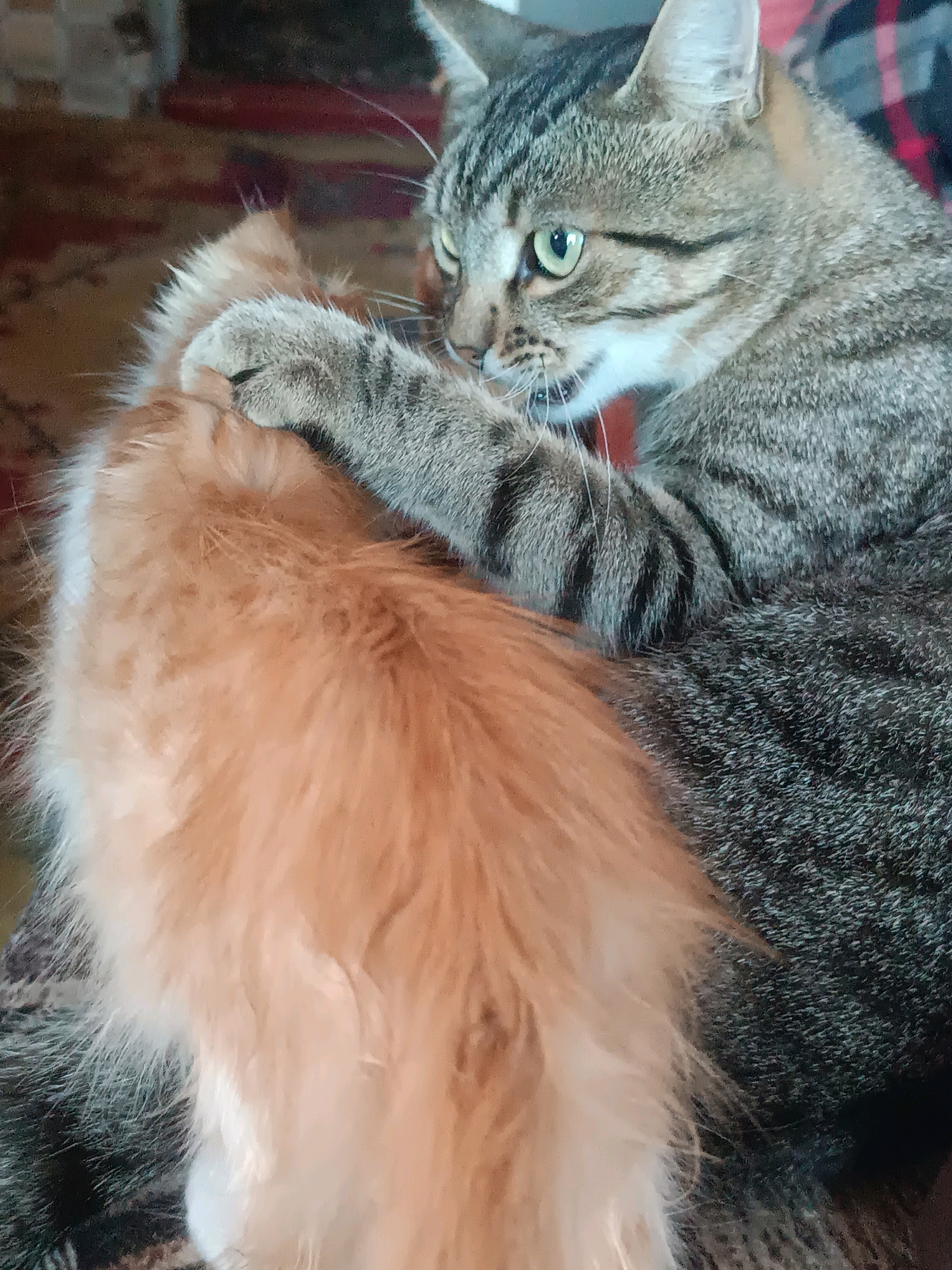 In Vypasne, Ukraine, two cats are captured in a moment of playful aggression. A tabby cat, with its distinctive striped fur and green eyes, has its paw firmly on the back of an orange cat. The tabby's mouth is open, revealing its teeth, suggesting a gentle bite or hiss. The orange cat, its fur a soft, fluffy mass, is partially obscured by the tabby's actions. The background suggests an indoor setting with a patterned rug or blanket visible.