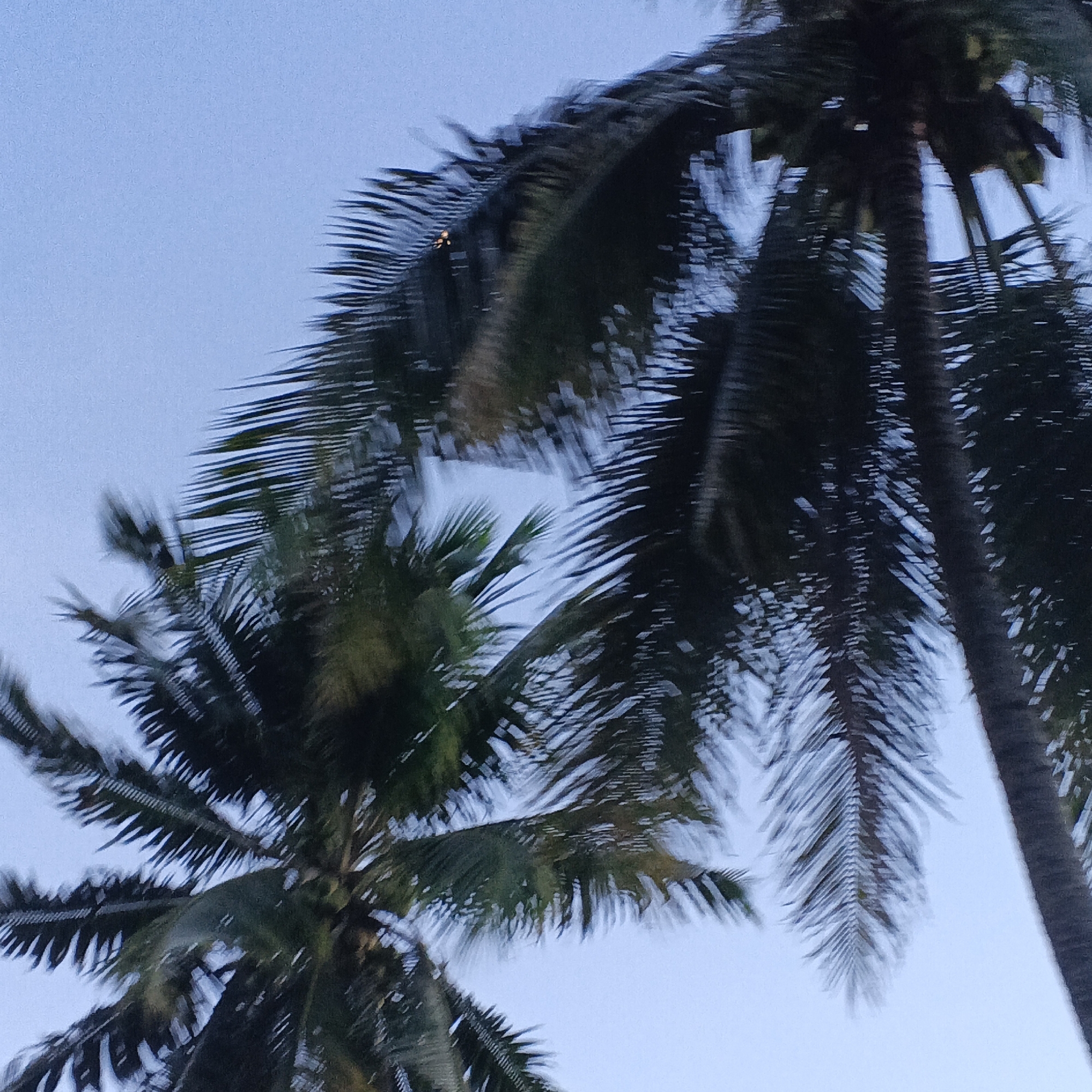 The image shows a close-up, low-angle shot of several palm trees against a clear blue sky. The fronds of the palm trees are dark green and appear to be swaying, suggesting a slight breeze or movement of the camera. The trunks of two palm trees are visible, one in the foreground and another further back. The image is slightly blurry, possibly due to motion blur. The scene depicts an outdoor environment, likely a tropical or subtropical location. The specific location of Keude Ulim, Indonesia is inferred, suggesting this image was taken there.