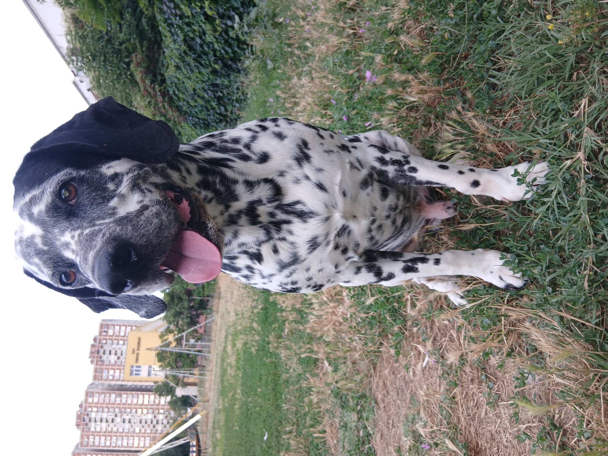 A medium shot captures a Dalmatian dog sitting outdoors in the grass. The dog is facing forward with its mouth open and tongue out, appearing to pant. Its black and white spotted coat is clearly visible. In the background, tall apartment buildings and trees suggest an urban park or residential area. The ground is covered with dry grass and some greenery. The lighting indicates it is daytime.