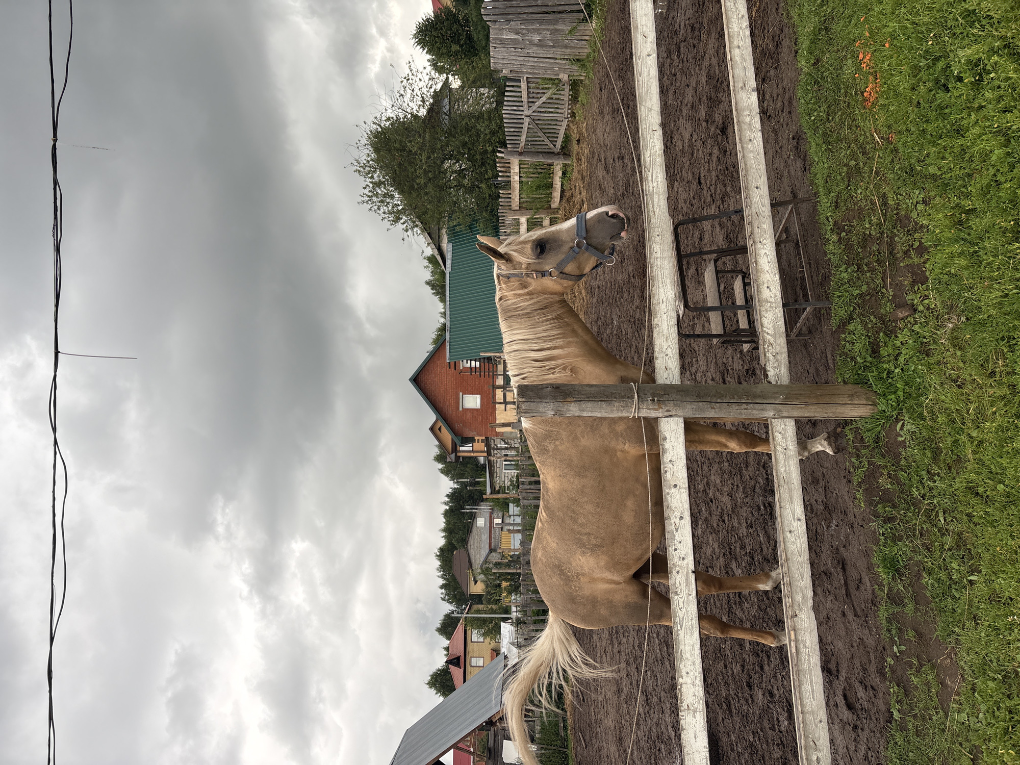A pale gold horse stands in a muddy enclosure behind a wooden fence. The horse faces left, its head slightly lowered, wearing a halter. Its tail is long and bushy, fanned out behind it. The enclosure appears to be dirt and mud, with a few tufts of grass growing at the edge. Beyond the fence, several houses with red and green roofs are visible, suggesting a rural or semi-rural setting. The sky is overcast with heavy, gray clouds. There is a metal stool-like object visible within the enclosure, near the horse. The scene is likely a private stable or farm located in or near the city of Perm, Russia.