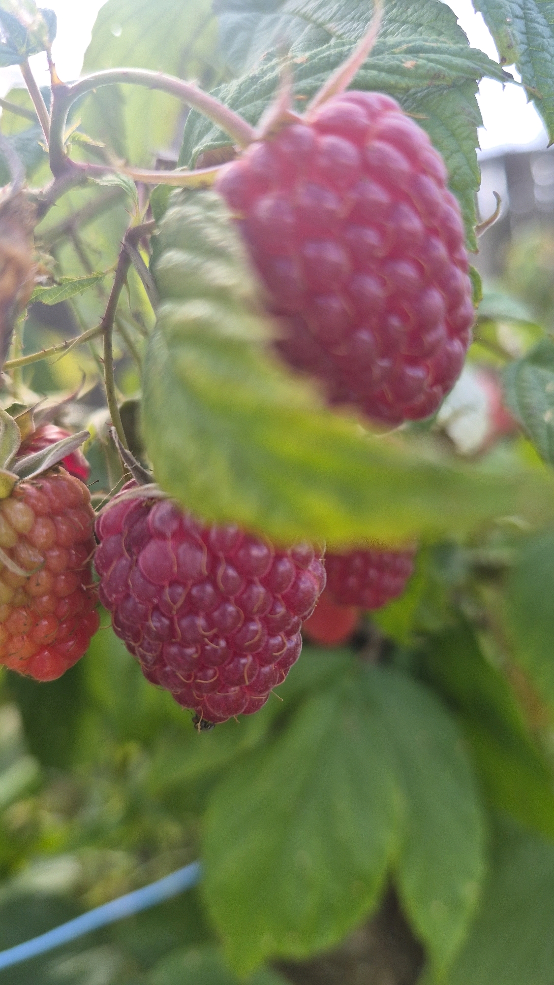 The image shows a close-up, slightly blurred view of raspberries on a bush, with a bright, sunlit background. Several ripe raspberries, characterized by their bumpy texture and deep red color, are visible, some in sharp focus and others soft. Green leaves of the raspberry plant are interspersed throughout the frame, with some leaves obscuring parts of the fruit. The stem of the bush, with small thorns, is also visible. The overall scene suggests an outdoor setting, likely a garden, with the soft light indicating either morning or late afternoon. A thin blue string or wire is present in the lower left portion of the image. The location is identified as Červonka, Latvia.