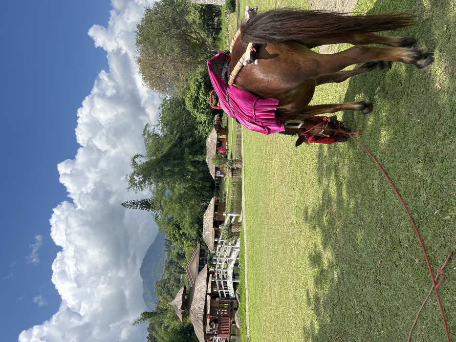 The image depicts an outdoor environment in Ban Mai Saha Sampan, Thailand, under a clear blue sky with white cumulus clouds and distant forested mountains. In the right foreground, a brown horse is observed with its head lowered, grazing on neatly mown green grass. The horse is equipped with a bright pink velvet saddle cover draped over its back and a red bridle with a red mesh fly mask. A red rope extends from its bridle onto the grass.
In the midground, to the left, a cluster of traditional structures with thatched roofs is visible. A prominent building featuring a multi-tiered thatched roof is elevated over a small body of water. This structure is connected by a white arched bridge with railings to several smaller, single-story huts also featuring thatched roofs. Red lanterns are suspended from the larger elevated building. The surrounding area includes additional green grass and dense vegetation, including bamboo trees and other foliage, extending towards the mountainous background.