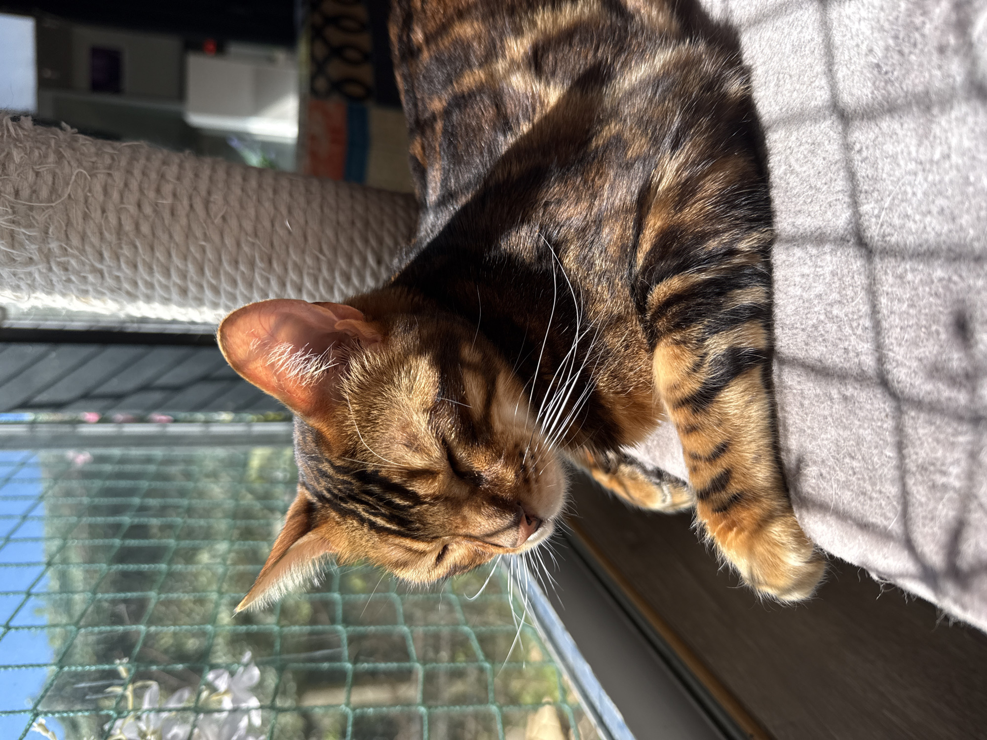 A Bengal cat is napping in a sunny spot. The cat is positioned near a window, and its coat appears to have a striped pattern. The sunlight is dappled, creating patterns of light and shadow on the cat and the surface it's resting on. The view from the window includes greenery, potentially a garden. The location is City of Zagreb, Croatia.