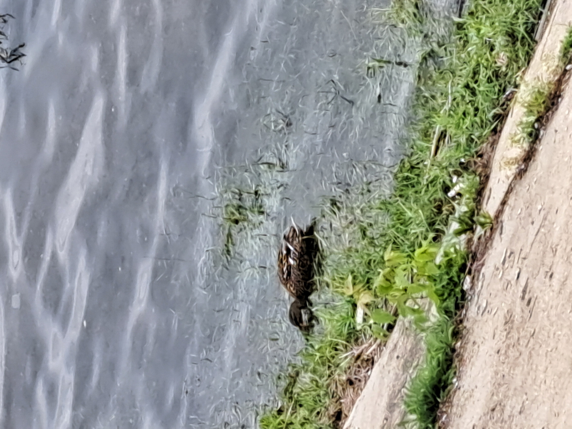 A lone duck is in the shallow water at the edge of a body of water. The duck is facing towards the left of the image and its head is down, likely foraging. The water is choppy with ripples and appears dark grey. The duck is on the right side of the frame, near the grassy bank. The bank is covered in green grass, with some dry leaves and twigs scattered amongst it. The bottom left of the image shows a dirt and concrete embankment. There is no visible context of the city of Irkutsk, Russia.