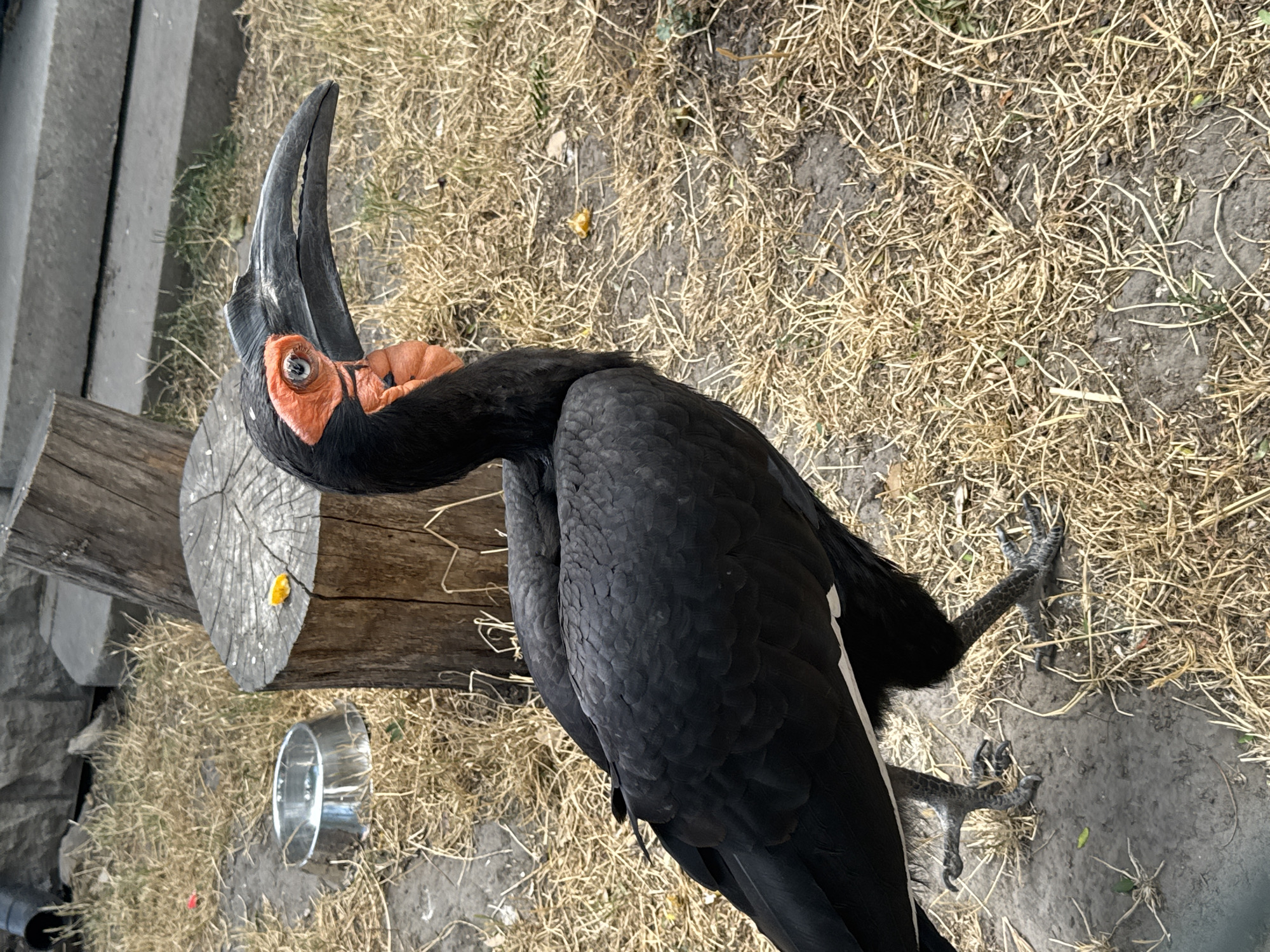 A large, black bird with a distinctive orange face and a long, curved black beak stands on dry, yellowish grass. The bird is viewed from the side, facing right. In the background, a rough-hewn tree stump with a visible cut surface is present. To the left of the stump, a small, metallic pet bowl is visible on the ground. The environment appears to be an outdoor enclosure with some concrete structures and rocks in the distance. The lighting suggests daytime. The image was taken in Budapest, Hungary.
