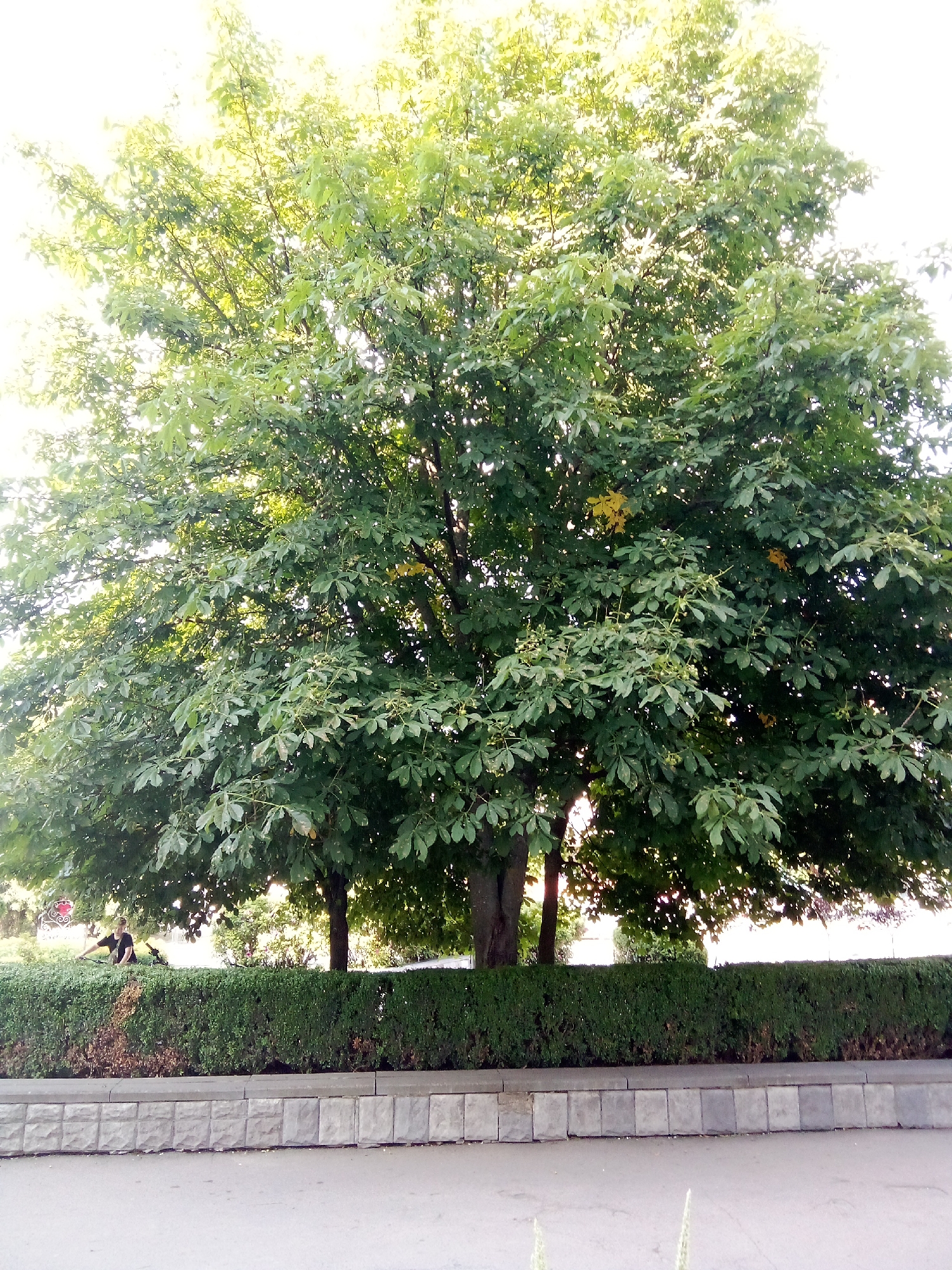 A large, mature tree with green leaves and some yellow blossoms dominates the center of the image. The tree is situated behind a dense, dark green hedge that runs horizontally across the middle of the frame. The hedge appears to be well-maintained, though some brown patches are visible towards the bottom. In front of the hedge is a light grey stone border. A paved area, possibly a sidewalk or road, is in the foreground, with light grey rectangular stones forming a textured surface. The background shows more trees and foliage, bathed in bright sunlight that creates a hazy effect. On the left side of the hedge, a person in a dark shirt is visible, appearing to be tending to something in the bushes. The overall scene suggests an outdoor urban or park environment.