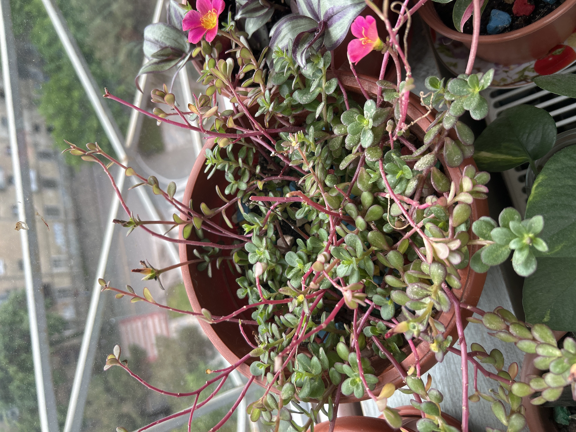 A high-angle, close-up shot shows a terracotta pot filled with a succulent plant with small, rounded green leaves and reddish-pink stems. Two bright pink flowers are visible among the foliage. The pot sits on a white, slatted surface, likely a balcony railing, with a partially visible window behind it.
Through the window, an urban landscape is visible, with buildings in the distance. Based on the architectural style and general environment, the location appears to be in the city of Tbilisi, Georgia.
Other plants are visible on the right and behind the primary pot, including a plant with purple and silver striped leaves, and another with large, round green leaves. The lighting suggests it is daytime.