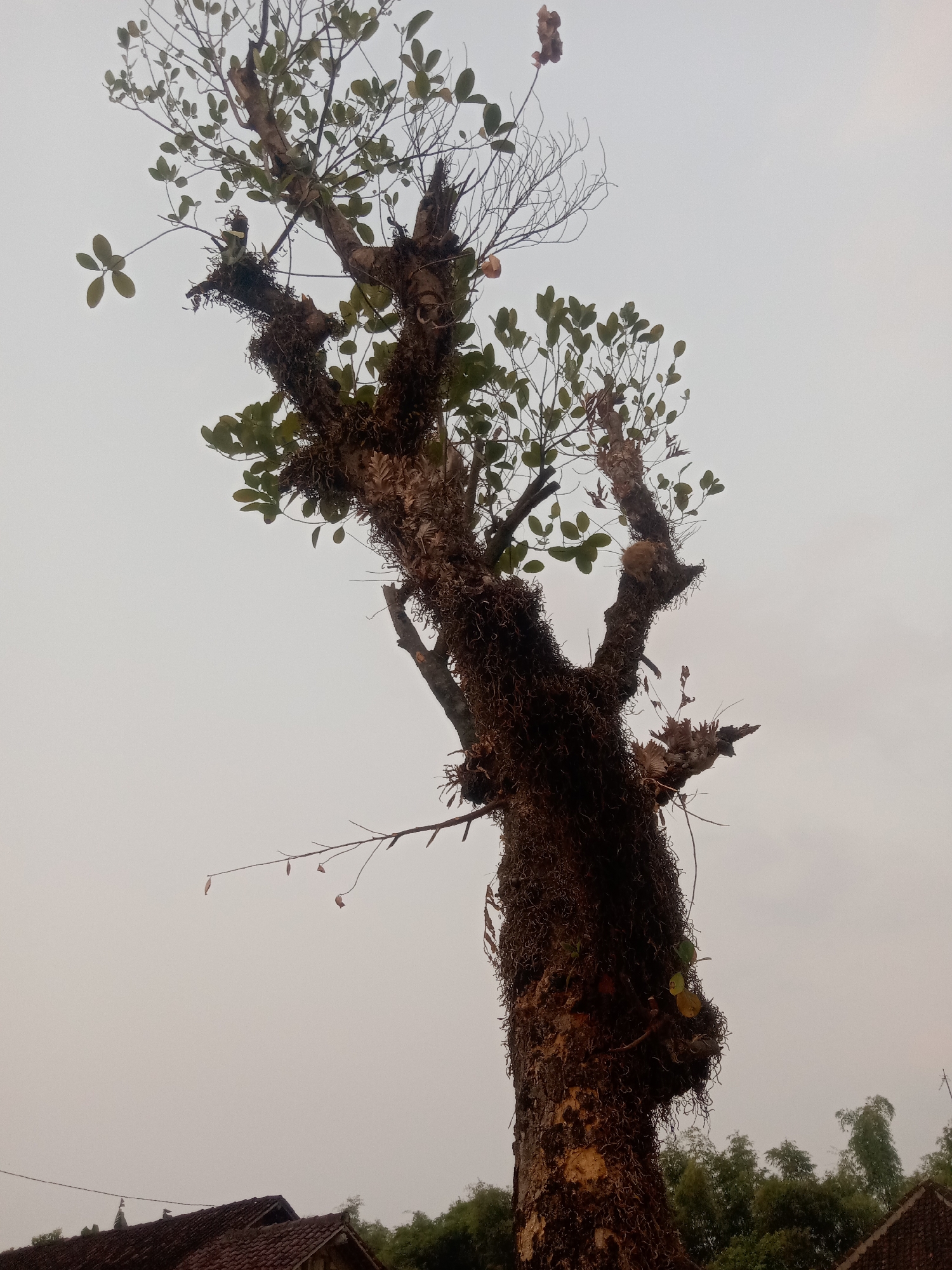A tall, weathered tree with a gnarled, moss-covered trunk stands against a pale, overcast sky. The tree has sparse green leaves and several dead branches. Below the tree, in the lower portion of the image, are parts of tiled rooftops, suggesting a residential area. In the background, a dense line of green trees, possibly bamboo, is visible. The overall impression is of a somewhat rustic and possibly humid environment. The scene is set in Jumput, Indonesia. There are no people or animals present. The image captures a moment of natural stillness.
