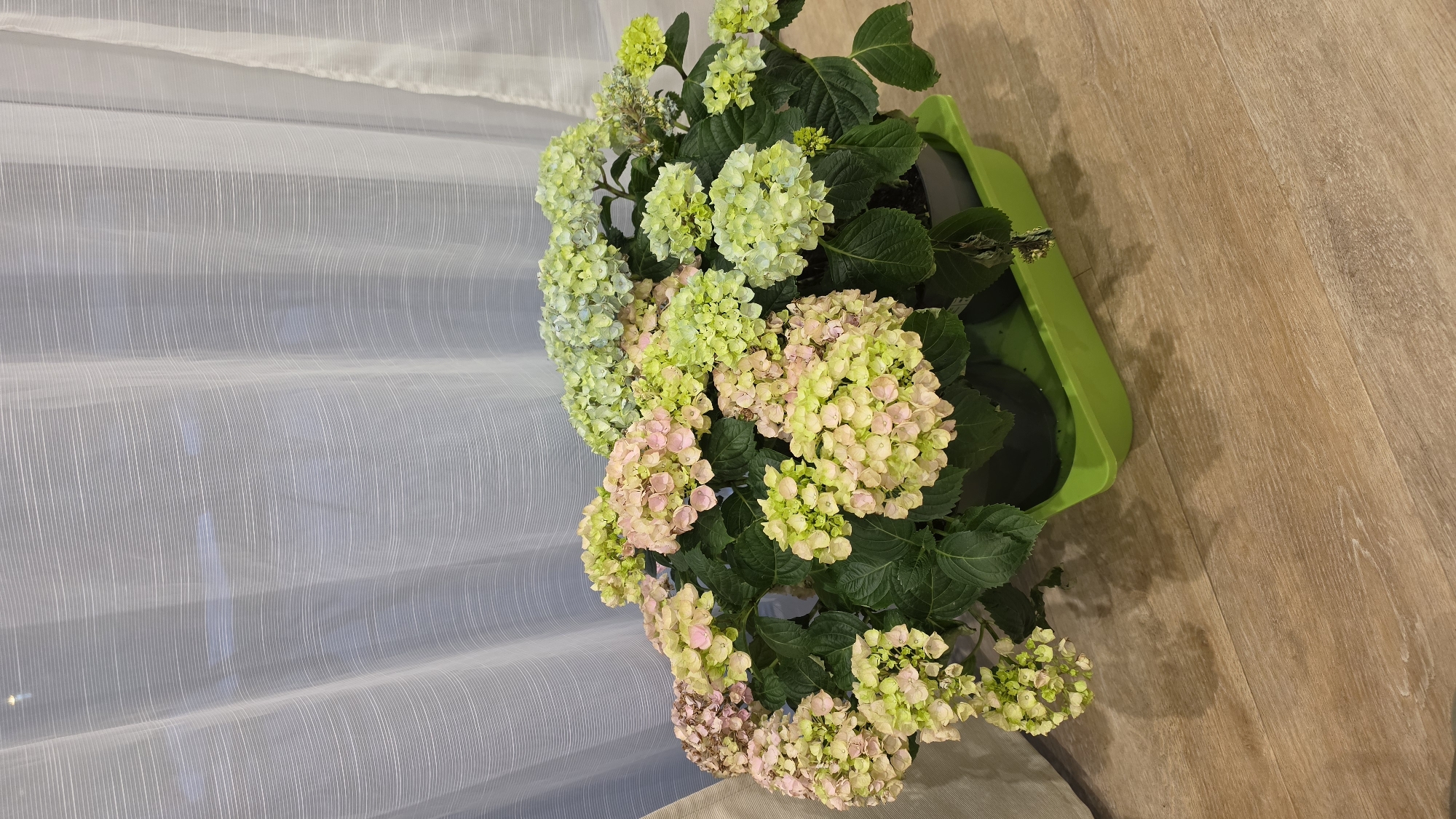 A vibrant potted hydrangea plant is the central focus of this indoor scene. The plant features numerous large, dense clusters of blooms displaying a beautiful color gradient, transitioning from fresh lime green at the top and left to soft pale pink and cream hues towards the bottom and right. Its foliage consists of healthy, dark green leaves. The plant is housed in a dark-colored pot, which rests inside a bright, rectangular lime-green tray.
To the left of the plant, a translucent white sheer curtain stretches from the top to the bottom of the frame. It has fine, delicate vertical stripe patterns and subtle horizontal ripples or folds, suggesting it's drawn across a window, allowing soft, diffused light to enter. The right side and bottom portion of the image reveal a light brown wooden floor, characterized by visible wood grain and distinct planks.
The perspective is slightly overhead, looking down at the plant from above. The overall setting is a quiet, domestic interior, likely a room within a home in Ihringshausen, Germany, illuminated by natural daylight filtering through the curtain. There are no people present, no discernible activity taking place, and no visible text in the image.