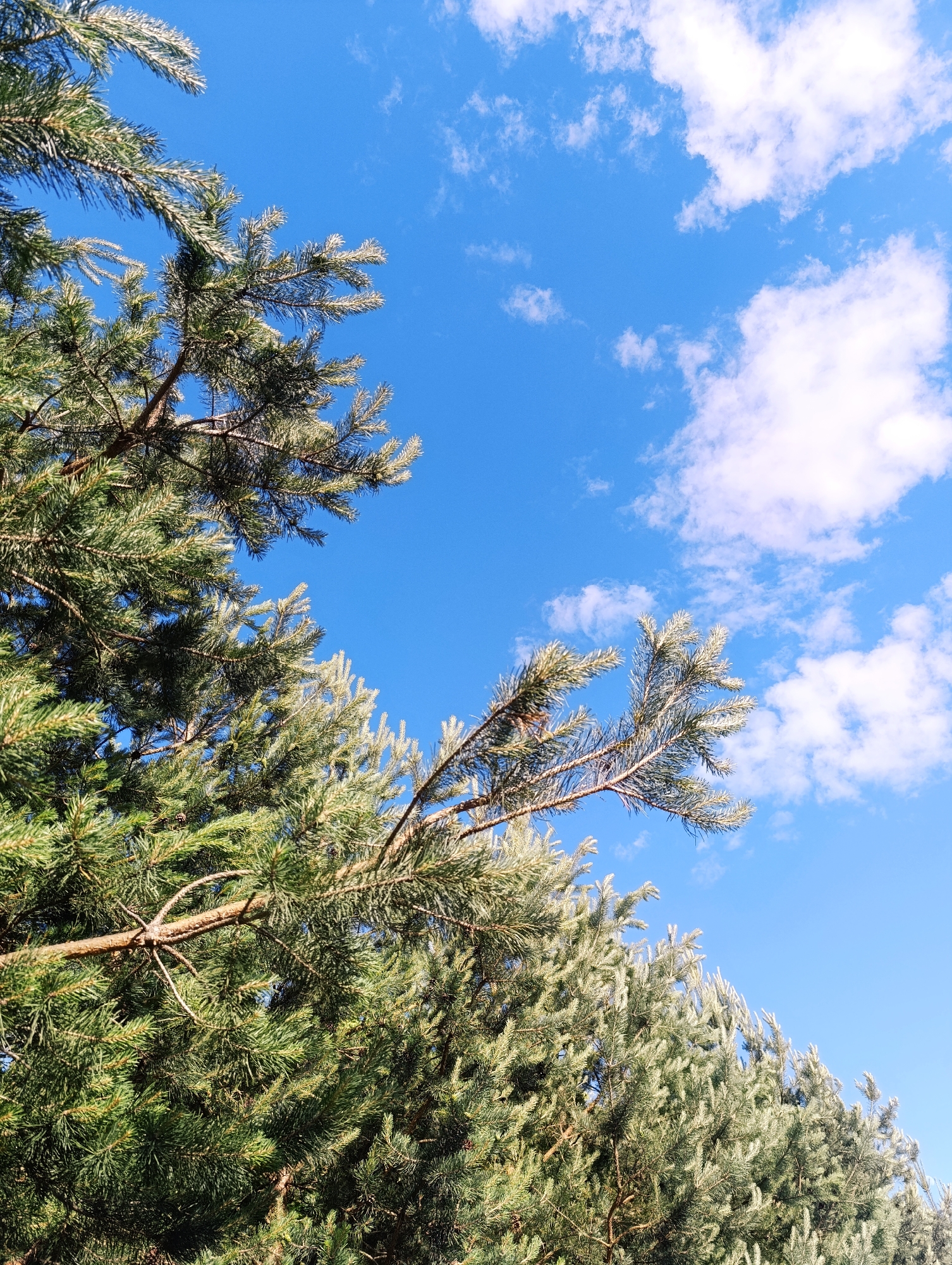 This media file is a vertical, low-angle photograph looking up at a clear blue sky dotted with fluffy white clouds. The foreground is dominated by the lush green needles and brown branches of pine trees. The pine branches fill the left and bottom portions of the frame, creating a dense canopy that partially obscures the sky. The lighting suggests it is daytime, likely late morning or early afternoon, with the sun casting a bright light on the pine needles, highlighting their texture. The scene appears to be set in a natural environment, possibly a forest or park, given the abundance of pine trees. The clear sky and visible clouds suggest fair weather. There are no people or visible text in the image. The overall mood is peaceful and serene, capturing a common natural landscape. The location context suggests this scene could be in Ivanovskoe, Russia, which is known for its natural beauty and forested areas.