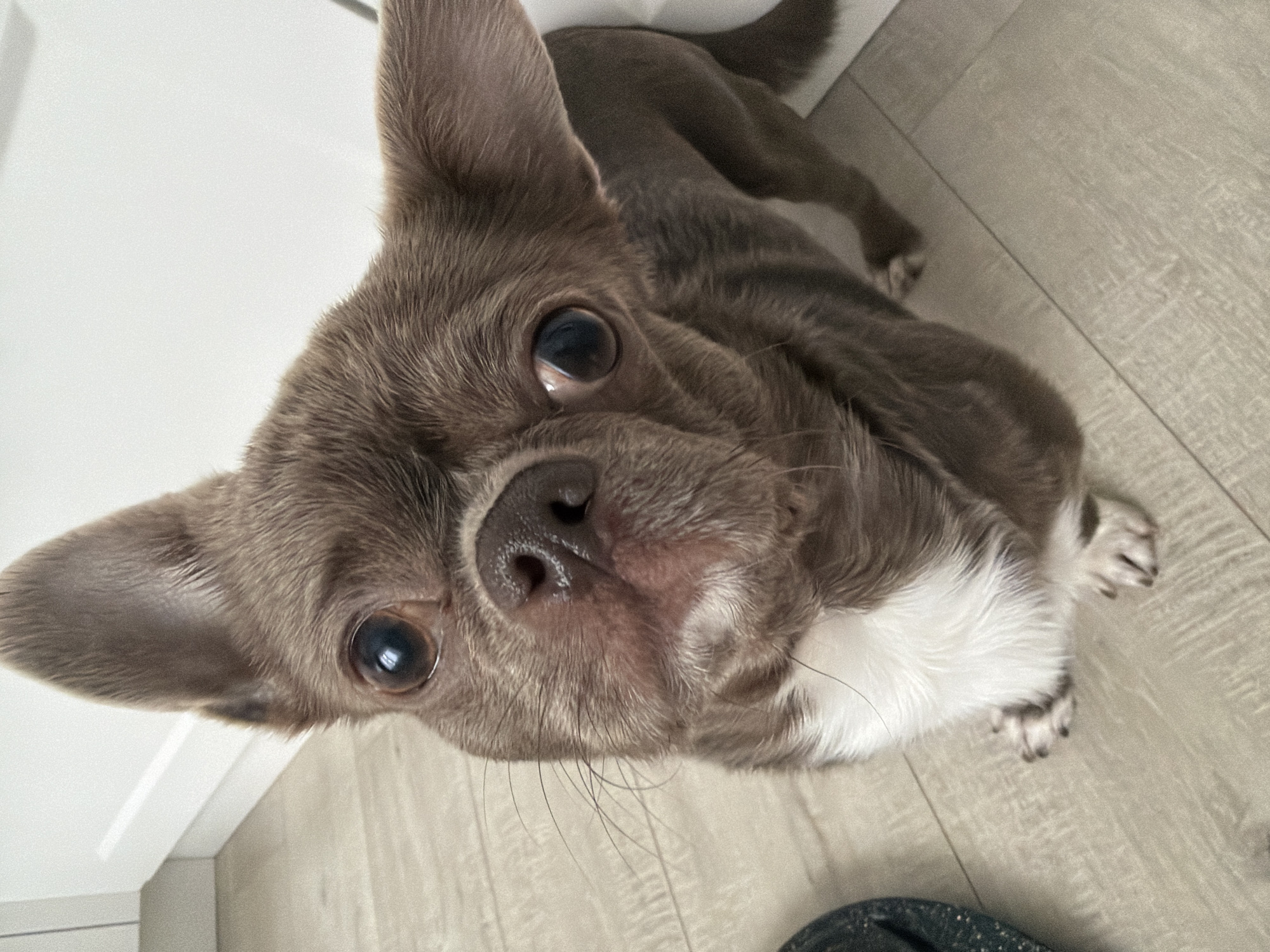 A brown Chihuahua dog with white markings on its chest is looking up at the camera. The dog is indoors, with a white wall and light-colored flooring visible in the background. There is no indication of this image being taken in Votkinsk, Russia.