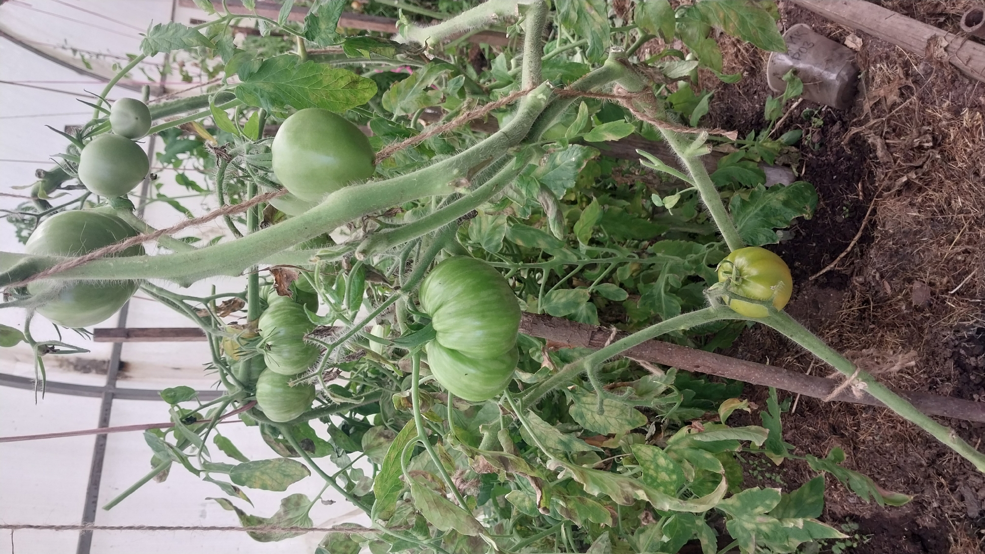 This image depicts a close-up view of green tomatoes growing on vines within a greenhouse. The greenhouse structure is visible in the background, with translucent sheeting and vertical supports. Several tomato fruits of varying sizes are present on the plants, some appearing round and smooth, while others are ribbed and slightly flattened. The vines are green and fuzzy, with some leaves exhibiting signs of yellowing or browning. The ground beneath the plants is covered with dark soil, dry grass, and some debris. A rough wooden stake is used to support one of the tomato stems, secured with twine. A small plastic cup, partially obscured, is also visible on the ground. The overall impression is a slightly overgrown and rustic greenhouse setting.