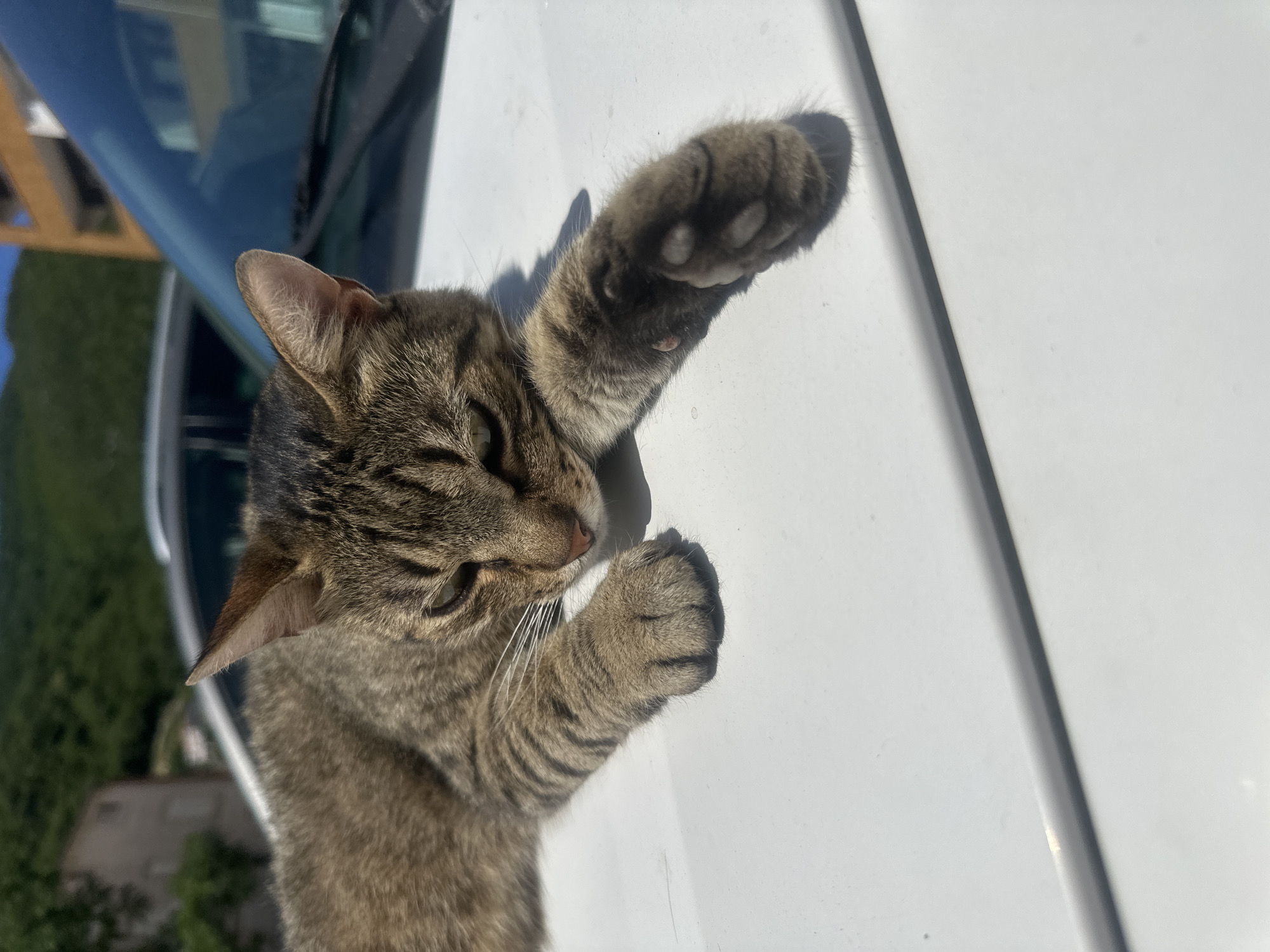 A tabby cat is captured in a close-up, high-angle shot, resting on the white surface of a car, likely the hood or roof. The cat is predominantly brown and grey with distinct tabby stripes, and its eyes are mostly closed, suggesting it is relaxed or dozing. One front paw is extended upwards, showing its pink paw pads, while the other is tucked closer to its body.
The scene is bathed in bright sunlight, indicated by the strong, dark shadows cast by the cat's body and paws on the white car surface. The car's windshield is visible in the upper background, reflecting parts of the surroundings, which include lush green foliage, hinting at trees or bushes, and possibly some structures or buildings in the distance. The setting appears to be outdoors on a clear, sunny day. The location context provided is Budva, Montenegro. The cat's posture and closed eyes convey a sense of peaceful contentment. There is no visible text in the image.