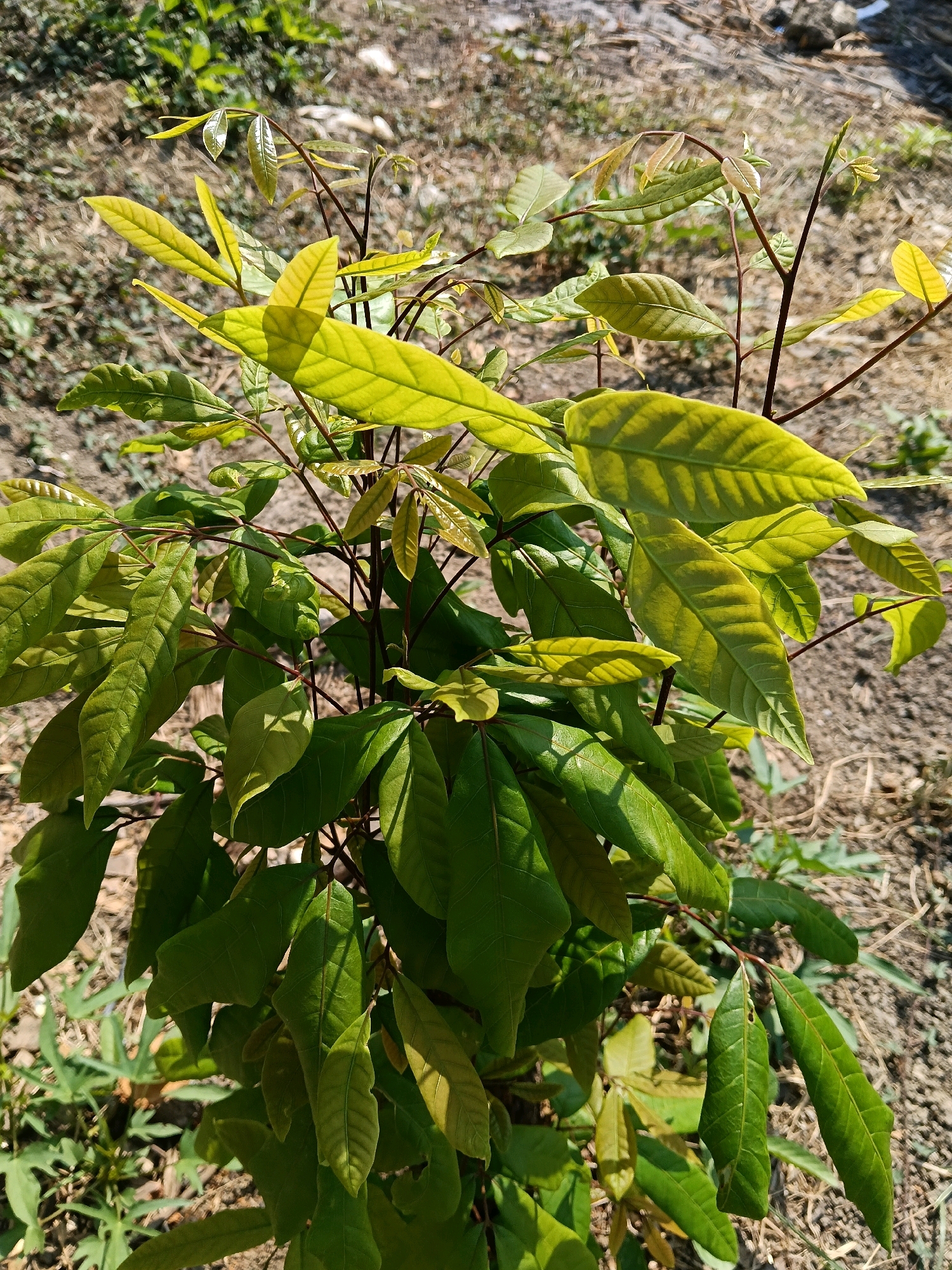 A young tree with vibrant green and yellowish-green leaves stands in a sunlit, dry outdoor environment. The ground around the tree is covered with sparse dry grass and soil. The leaves are compound, with multiple leaflets on each stem, and appear healthy, with some showing the reddish hue of new growth. The overall impression is of a small plant thriving in a somewhat arid landscape. The location is specified as Galuk, Indonesia, suggesting a tropical or subtropical climate.
