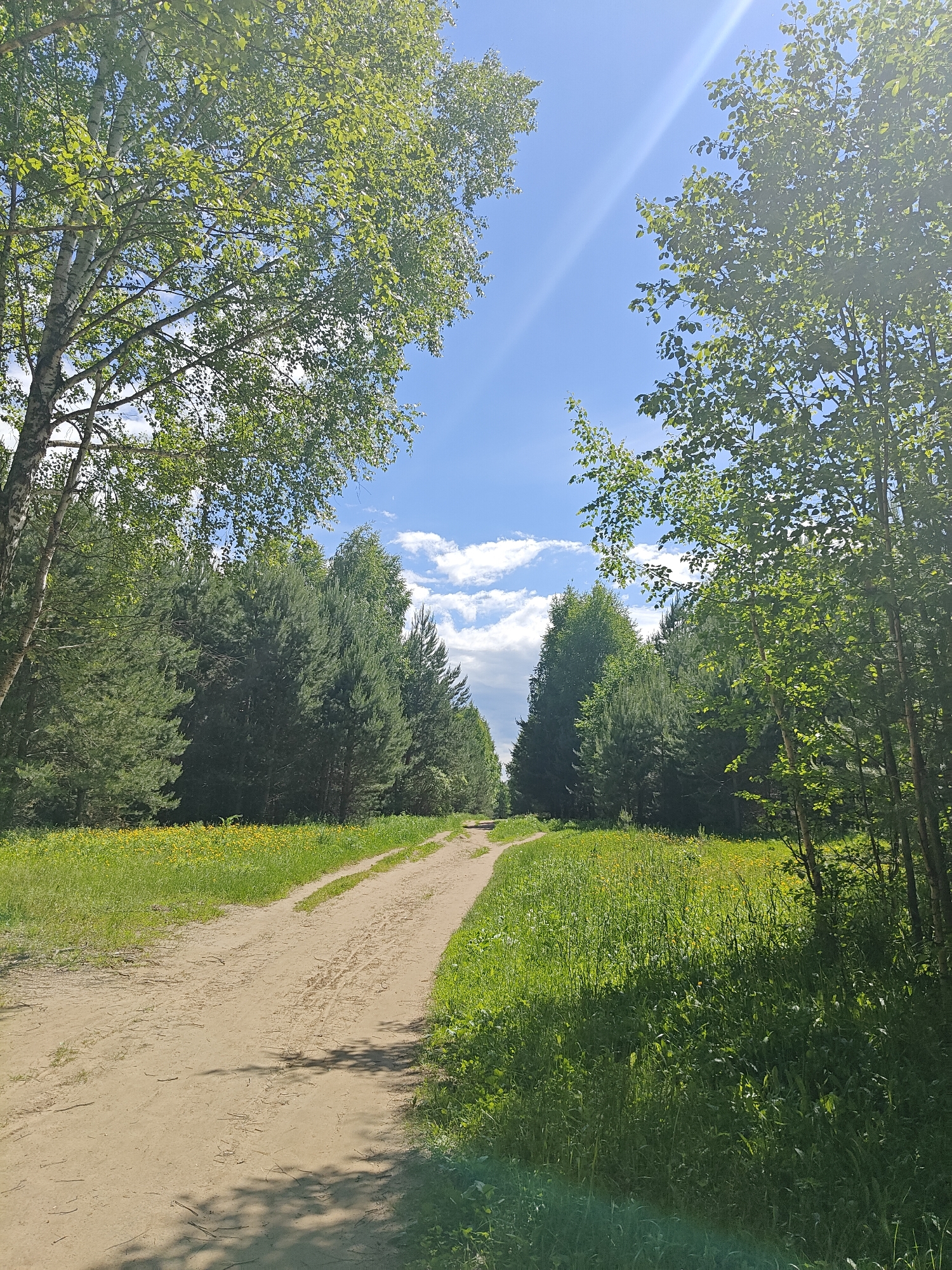 This image, captured in Chaikovsky, Russia, depicts an outdoor natural landscape featuring a dirt path flanked by vegetation and trees under a clear, sunlit sky. The upper portion of the frame shows a bright blue sky with scattered white cumulus clouds. A prominent lens flare originates from the upper right, indicative of direct sunlight, with a fainter flare in the lower center. The left foreground includes the white bark and light green foliage of a birch tree. On the right, green leaves from other deciduous trees frame the scene. A dense line of tall, dark green coniferous trees, appearing to be pines and spruces, forms a distinct boundary in the middle ground, extending horizontally across the frame. A light brown, unpaved dirt path, exhibiting tire tracks and ground disturbances, curves from the foreground into the background. Lush green grass and mixed foliage border both sides of the path. To the left of the path, a field of green grass is interspersed with numerous small yellow wildflowers. The scene is brightly illuminated, creating distinct shadows and highlights on the ground and foliage. No human figures or animals are present.