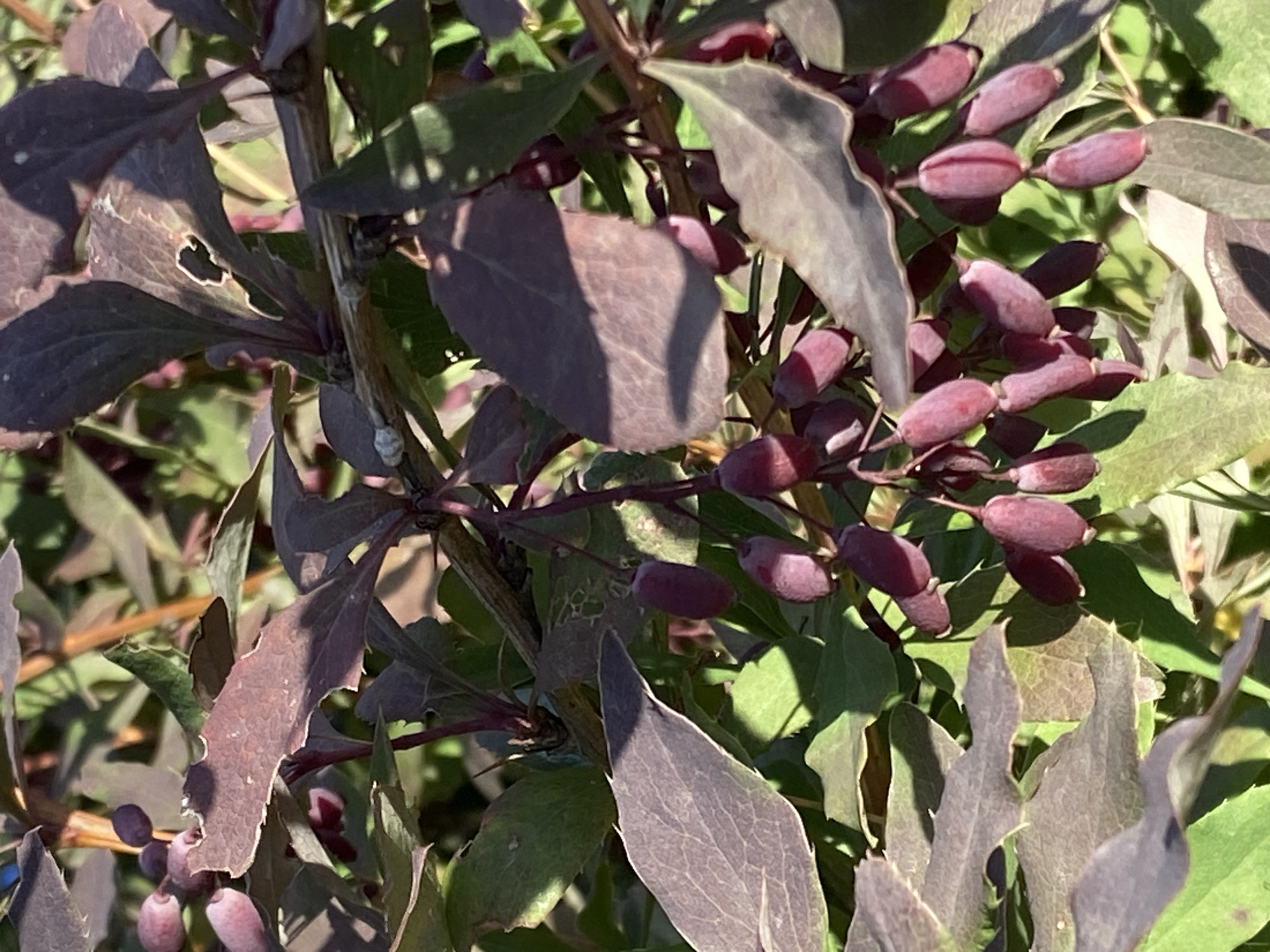 This is a close-up, eye-level, outdoor photograph of a branch from a barberry bush in Kushchovskaya, Russia. The bush has dark purple leaves and clusters of small, oblong, dark pink berries hanging from thin stems. The berries are elongated and pointed at the ends, with some appearing slightly translucent in the sunlight. The leaves are a mix of deep purple and green, with some exhibiting serrated edges and signs of minor damage. The lighting suggests it is daytime, with shadows cast by the leaves and berries. The background is softly blurred, showing more foliage and branches. No people are present in the image.