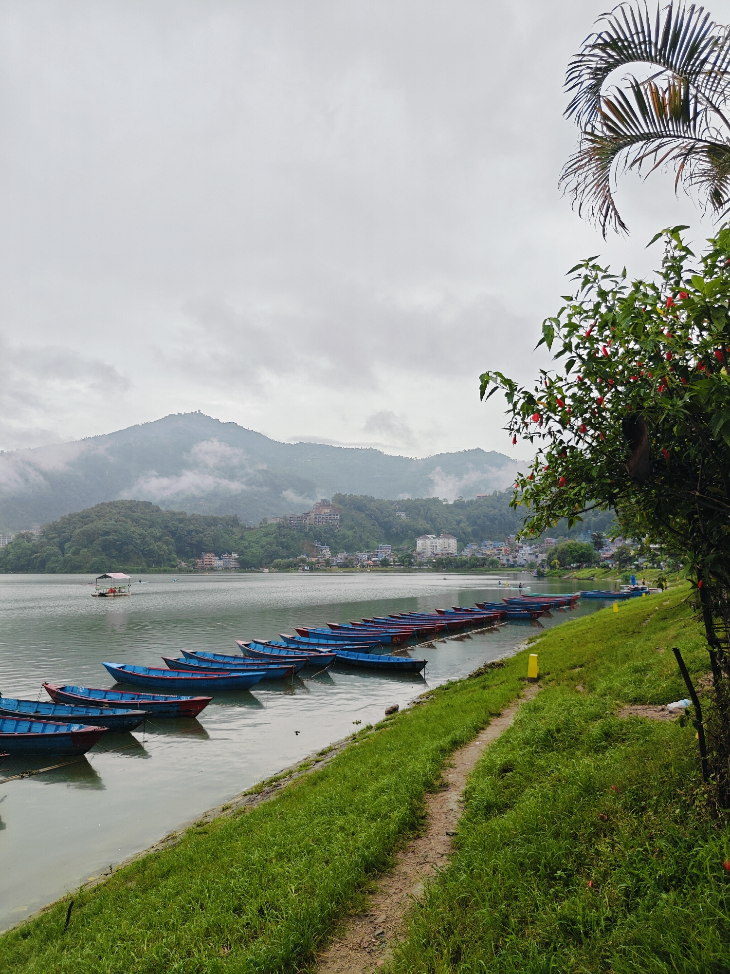 The image captures a serene view of Phewa Lake in Pokhara, Nepal, under an overcast sky. The foreground features a lush, green grassy embankment with a dirt path winding through it, leading towards the lake. A vibrant flowering bush with red blossoms is prominent on the right side of the frame, with a palm frond visible above it.
The lake itself is calm, with numerous blue and red boats docked in a long row along the shore, some with numbers painted on them. A small, red-roofed platform or raft with people on it is visible in the distance on the water.
The middle ground of the image showcases the opposite shore of Phewa Lake, characterized by rolling green hills covered in dense forest. Scattered among the trees are buildings, suggesting a town or city built along the lakeside. Further in the background, a large mountain looms, its peak partially obscured by swirling mist and clouds, creating a dramatic, atmospheric backdrop. The overall impression is one of tranquility and natural beauty, typical of Pokhara's picturesque landscape.