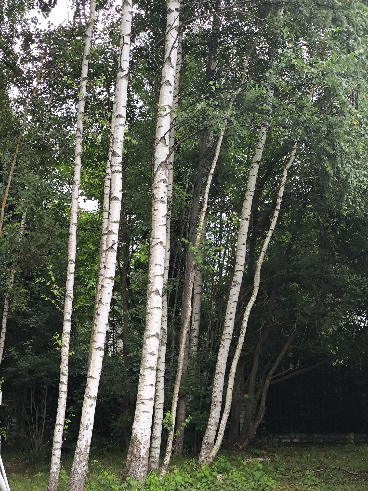 A cluster of birch trees with white bark and dark markings stand tall against a backdrop of lush green foliage. The trees are in focus, their slender trunks rising towards the canopy. The ground beneath them is covered in green grass and some scattered leaves. The scene is set outdoors, likely in a park or wooded area within a city, indicated by the presence of a subtle hint of a fence and a low stone wall in the background. The lighting suggests an overcast day, as there are no strong shadows.