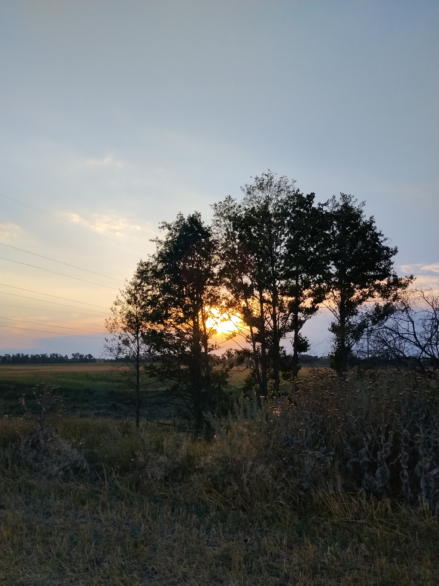 In the city of Dakalivka, Ukraine, a serene sunset paints the sky with warm hues. Silhouetted against the golden glow, a cluster of trees stands tall, their leaves a dark contrast to the vibrant backdrop. The sun, a brilliant orb, peeks through the branches, casting a radiant light that illuminates the scene. Power lines crisscross the sky, a subtle reminder of civilization amidst the natural beauty. In the foreground, dry grass and weeds create a textured carpet, adding to the rustic charm of the landscape. The fields in the distance are bathed in the soft light of dusk, their contours softened by the fading daylight. The overall atmosphere is one of tranquility and peace, a moment captured in time.
