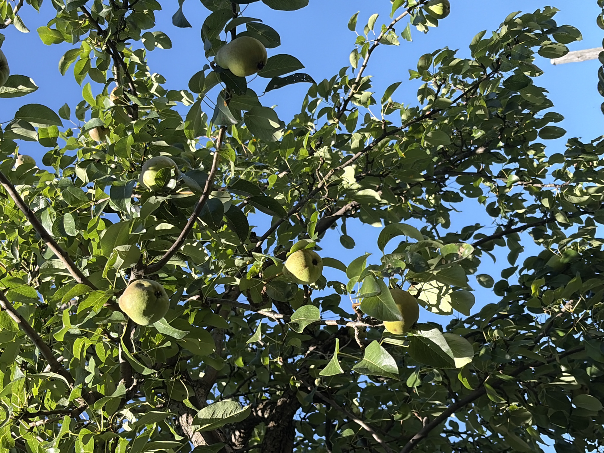 In a close-up, low-angle shot, a pear tree branch is laden with numerous green pears. The pears vary in ripeness and size, with some appearing larger and rounder than others, while a few are smaller and oblong. The leaves of the tree are a vibrant green, creating a lush canopy that partially obscures the bright blue sky. The branches are dark and textured, indicating the maturity of the tree. The image captures the pears hanging from the tree against a backdrop of dense foliage and clear sky.