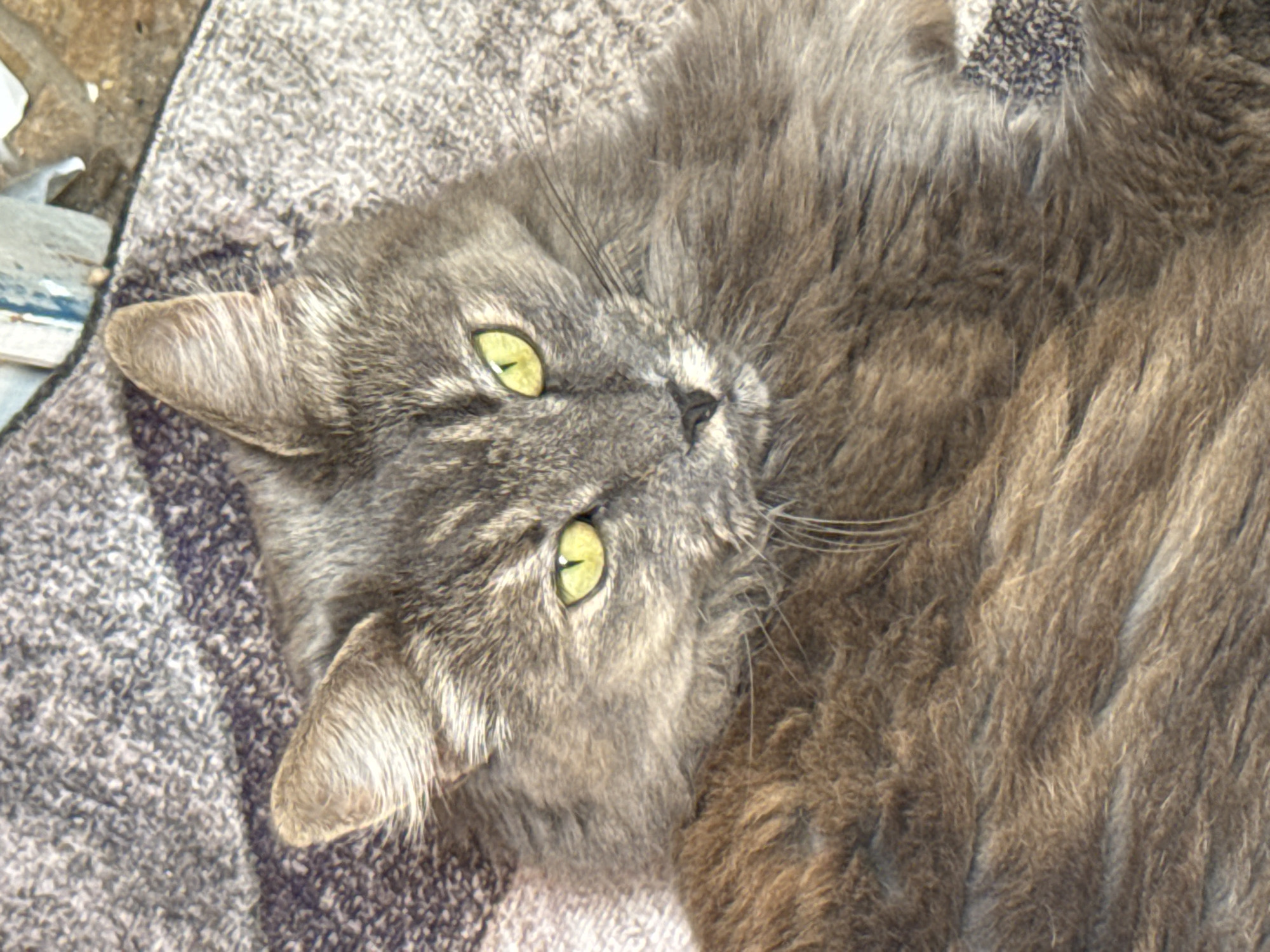 An adult, gray, long-haired cat with yellow eyes is lying on a textured, gray blanket. The cat is facing towards the viewer, with its head tilted slightly to the right. Its fur is thick and appears to be a mix of gray and brown tones. The background is blurred, but it appears to be an indoor setting with a hint of an outdoor element visible in the upper right corner of the image, which might be a wall or some debris. There is no information available about the location in the city of Kolomna, Russia.