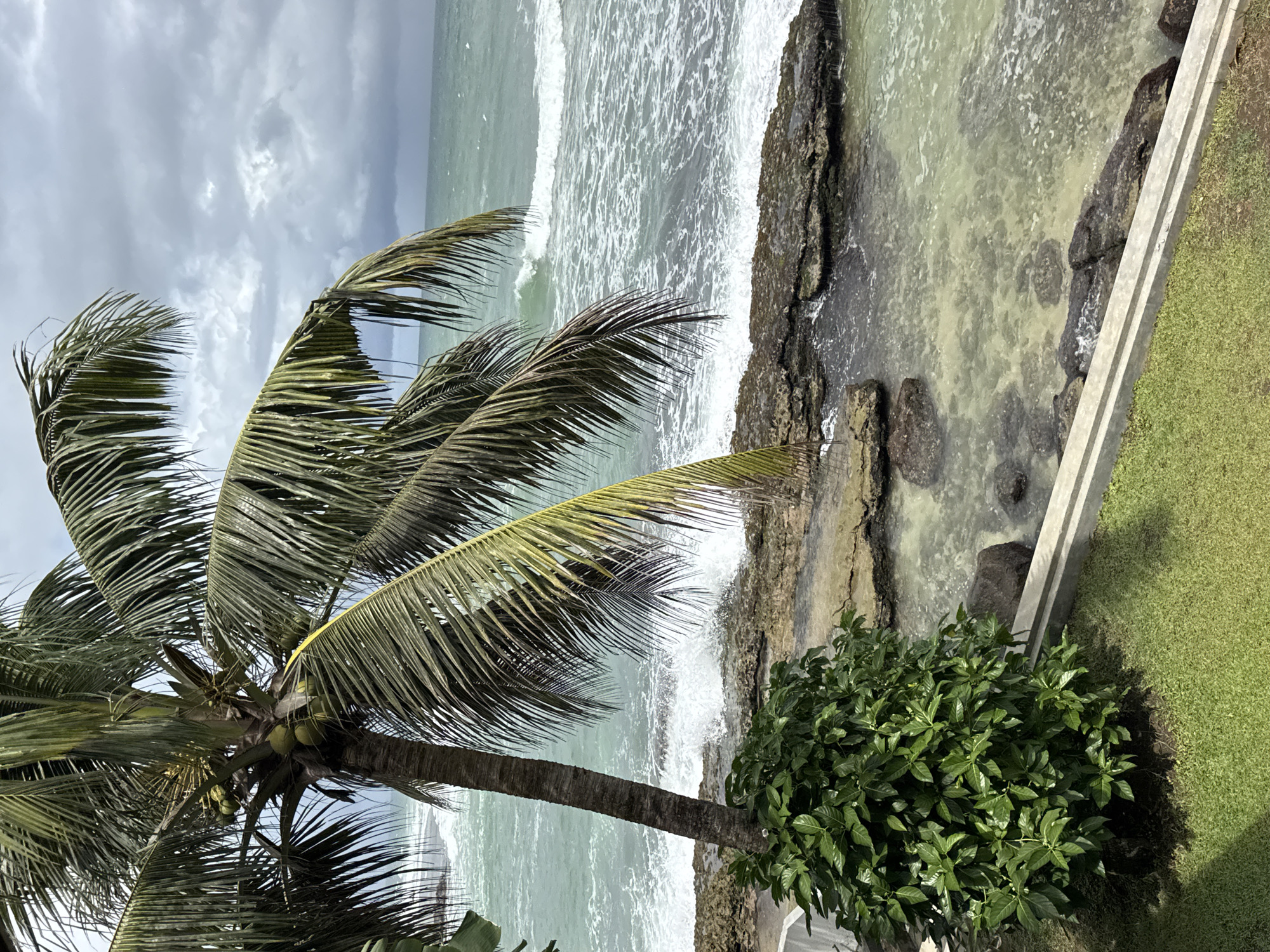 In Goviyapana, Sri Lanka, a picturesque oceanfront scene unfolds under a cloudy sky. A prominent palm tree, laden with coconuts, stands tall, its fronds casting a dappled shadow on the lush green grass. The tree is positioned near a vibrant green bush, which sits adjacent to a low concrete barrier. Beyond the barrier, the turquoise ocean churns, with waves crashing against a rocky shoreline. The water is clear enough to reveal the submerged rocks and the sandy seabed. In the distance, the horizon is a blend of the sea and the overcast sky, creating a tranquil, yet dynamic, natural setting.