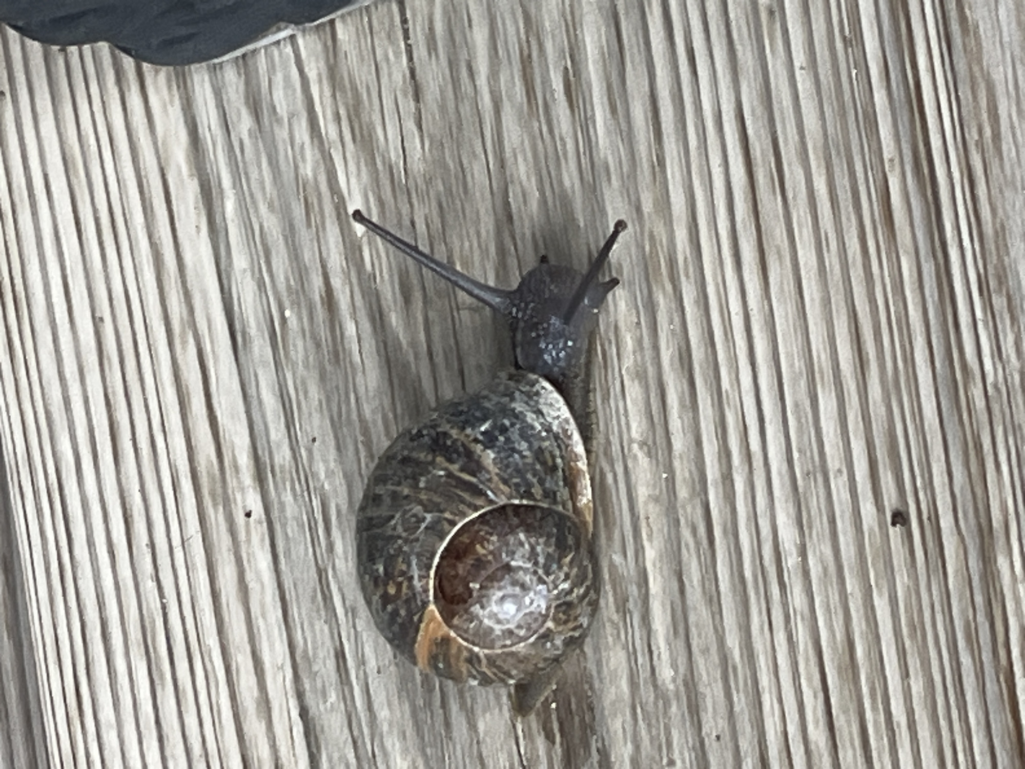 A terrestrial snail with a grey and brown shell and black body rests on a wooden surface. The surface consists of parallel, textured planks. The photo was taken in Chambœuf, France.