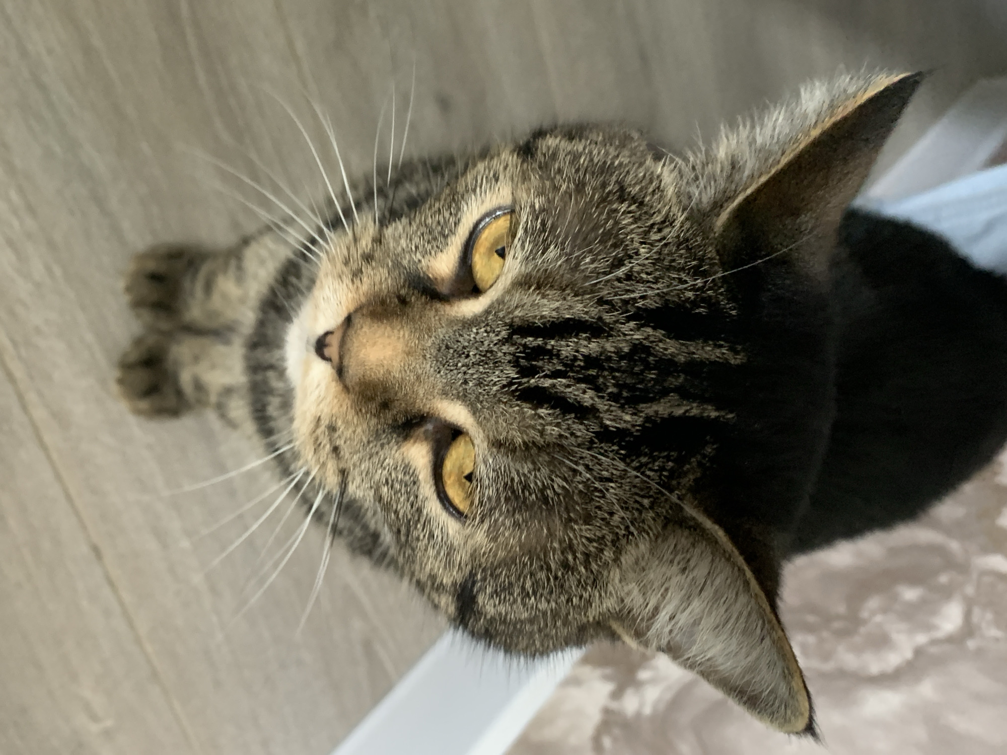 A domestic shorthair tabby cat is depicted from an elevated perspective, looking directly upwards toward the camera lens, in the city of Unknown, Unknown. The cat has a dense coat with a brown, black, and grey mackerel tabby pattern, particularly visible on its head and upper back, transitioning to a darker, possibly black, area on its shoulders. Its eyes are a prominent, vivid amber-yellow with dark, narrow vertical pupils. A small, pinkish-brown nose and numerous long, white whiskers are clearly visible. The cat's pointed ears are erect and lined with lighter fur on their inner edges. It stands or crouches on a light, wood-patterned laminate floor. In the background to the right, a white baseboard is visible below a textured or patterned beige wallcovering. The background to the cat's left is indistinct and appears to be a lighter, blurred surface.