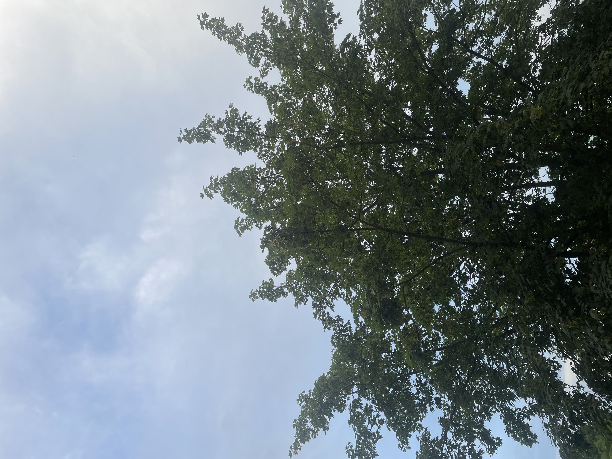 The image is a low-angle shot of a large tree with dense green foliage against a cloudy sky. The tree branches spread outwards and upwards, with many leaves obscuring parts of the sky. The sky itself is a pale blue with scattered white clouds, some of which are thin and wispy, while others are thicker and more defined. The lighting suggests it may be an overcast day or late afternoon. There are no people or animals visible in the image, and no identifiable landmarks are present to determine a specific location within Kołobrzeg, Poland. The scene is focused entirely on the natural elements of the tree and the sky.