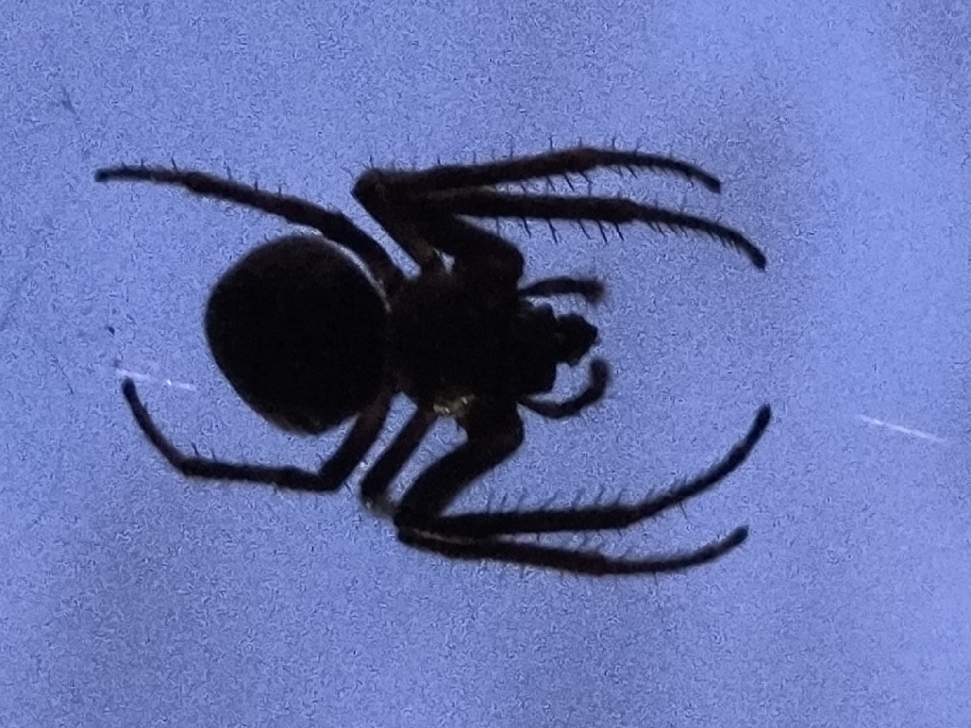 The image is a close-up, silhouette shot of a dark spider against a textured, blue background, possibly a wall or fabric. The spider is positioned centrally, with its eight legs splayed outwards, giving it a symmetrical appearance. The spider's body is rounded and dark, obscuring finer details. One of its front legs is bent upwards, while the others extend downwards and outwards. The blue background has a slightly mottled texture with faint white specks. There are no other objects or people visible in the frame. The location of this image in Tczew, Poland cannot be determined from the visual information provided.