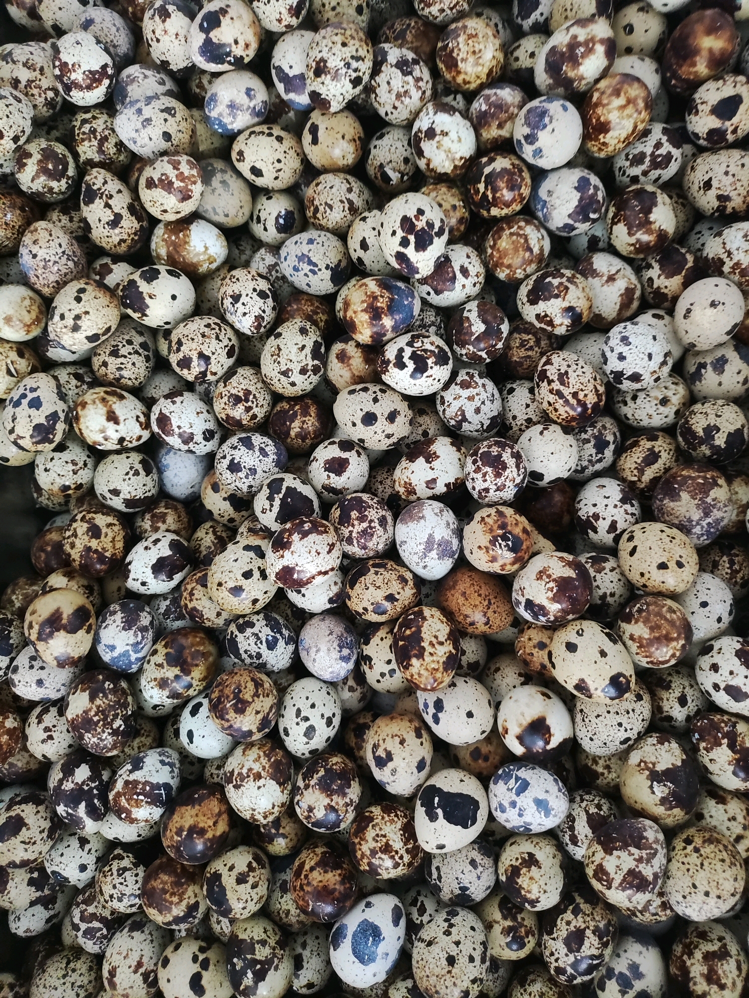 A close-up, overhead, high-angle shot displays a dense, uniform pile of numerous small, speckled quail eggs filling the frame. The eggs vary slightly in size and shape, predominantly oval, with a mottled pattern of brown, black, and sometimes blue speckles against a cream or off-white background. The lighting is even and natural, highlighting the textured surfaces and varied speckling of the eggs. There are no discernible human subjects or actions; the image focuses solely on the abundance and texture of the quail eggs. The environment appears to be a container or surface holding the eggs, with no background elements visible beyond the eggs themselves. The specific location in Wanajaya, Indonesia, is not visually represented in the image itself.
