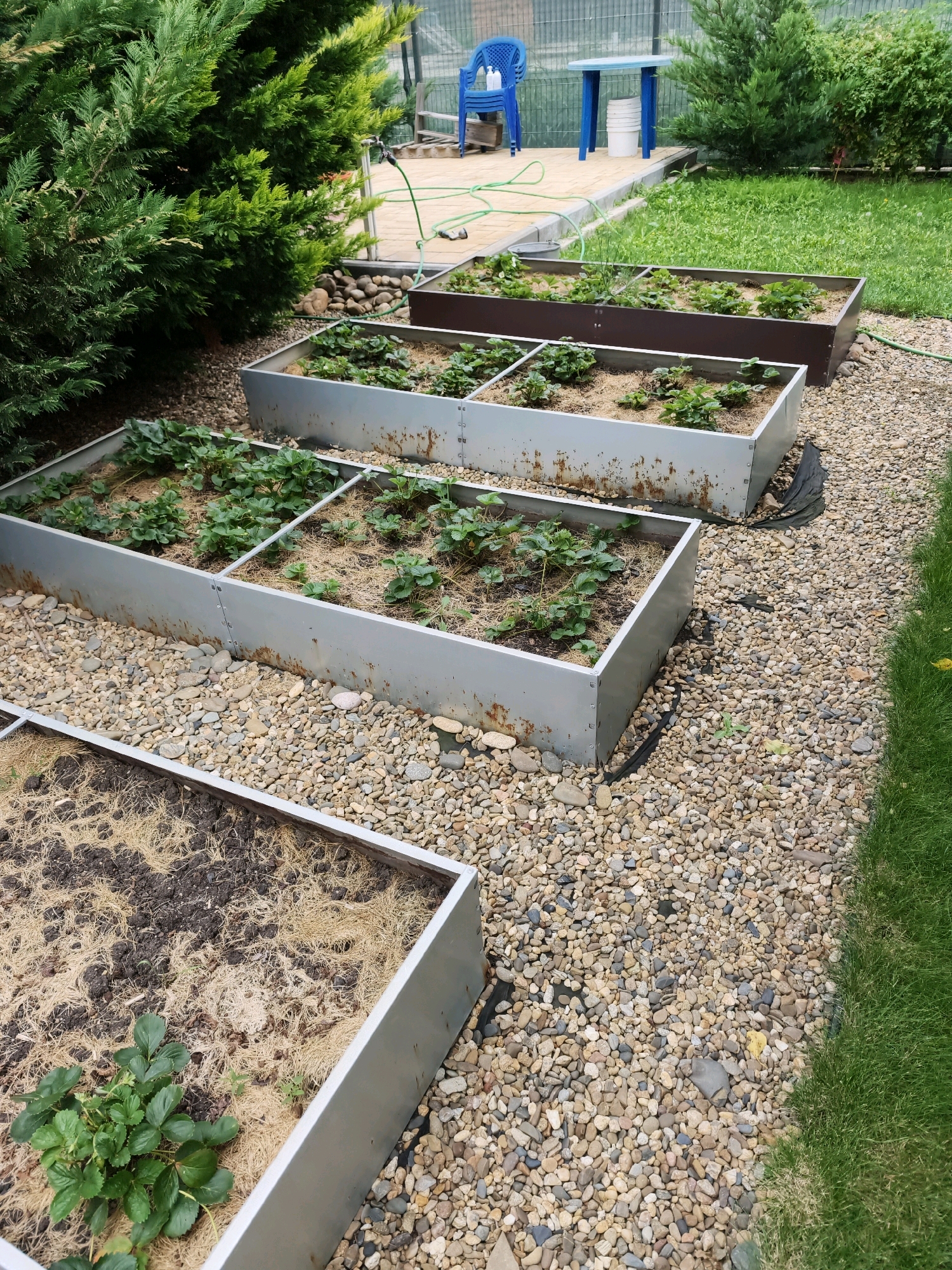 The image depicts a backyard garden scene with several raised garden beds filled with plants. The raised beds are rectangular and appear to be constructed from metal. The ground surrounding the garden beds is covered in small, light-colored stones. To the left, there is a large, dense green bush. In the background, a blue plastic chair and a small blue table are visible on a paved area, along with a green hose. Further in the background, there's a fence and more greenery. The scene is consistent with a residential backyard in a temperate climate. The image does not contain enough information to determine its specific location within the city of Krasnodar, Russia, or to provide details about any people or specific actions occurring.