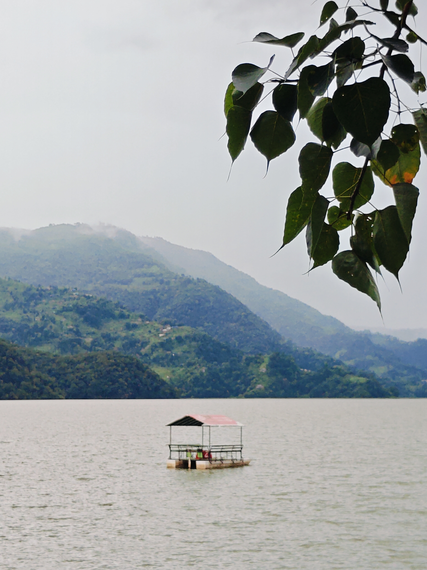 A raft with a red roof floats on a calm lake. In the background, lush green mountains rise, shrouded in mist. Tree branches with large, dark green leaves hang into the frame from the top right. The scene suggests a serene natural landscape, likely in or around Pokhara, Nepal, known for its lakes and mountain views.