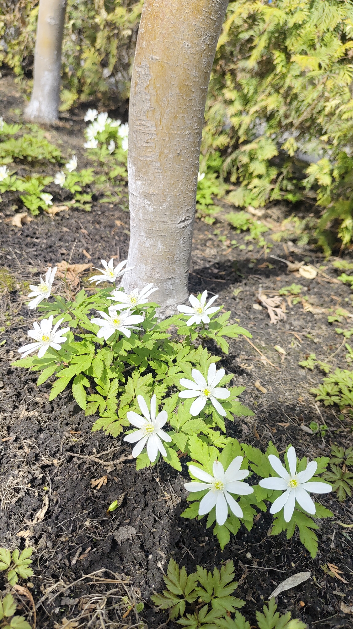A well-lit, eye-level outdoor shot captures a vibrant cluster of white, possibly wood anemone (Anemone nemorosa) or similar early spring flowers, blooming on dark soil at the base of a light-colored tree trunk. The flowers, featuring slender white petals and prominent yellow centers, are arranged in a semicircular formation around the base of the trunk, their bright green, deeply lobed leaves providing a lush contrast against the dark earth.
The primary tree trunk, appearing smooth with some light texture, stands vertically in the mid-ground, slightly to the right of center. Behind it, another lighter-colored tree trunk is visible in the blurred background. The ground consists of rich, dark brown soil, likely recently tilled or mulched, with a few scattered twigs and dry leaves.
The background features soft-focus green foliage, suggesting bushes or other trees, indicative of an awakening landscape. The bright sunlight casts distinct shadows, suggesting a clear and sunny day, likely in the morning or early afternoon. The scene evokes a sense of renewal and the fresh beauty of springtime in an outdoor setting, consistent with the temperate climate of Krasnoyarsk, Russia. There is no visible text in the image. No specific activity or event is taking place beyond the natural growth of the plants.