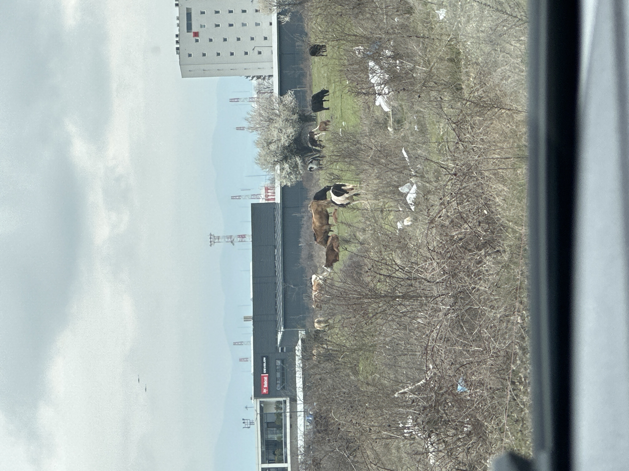 The image shows a view of a grassy field with several cows grazing. In the background, there is a building with a large advertisement for "Develor Bobcat." Behind that are some construction cranes and another tall building. The sky is cloudy. The foreground contains dry, leafless branches of trees or bushes, partially obscuring the view. The image was taken from inside a vehicle. The location is likely in the city of Sofia, Bulgaria due to the presence of the "Develor Bobcat" advertisement.