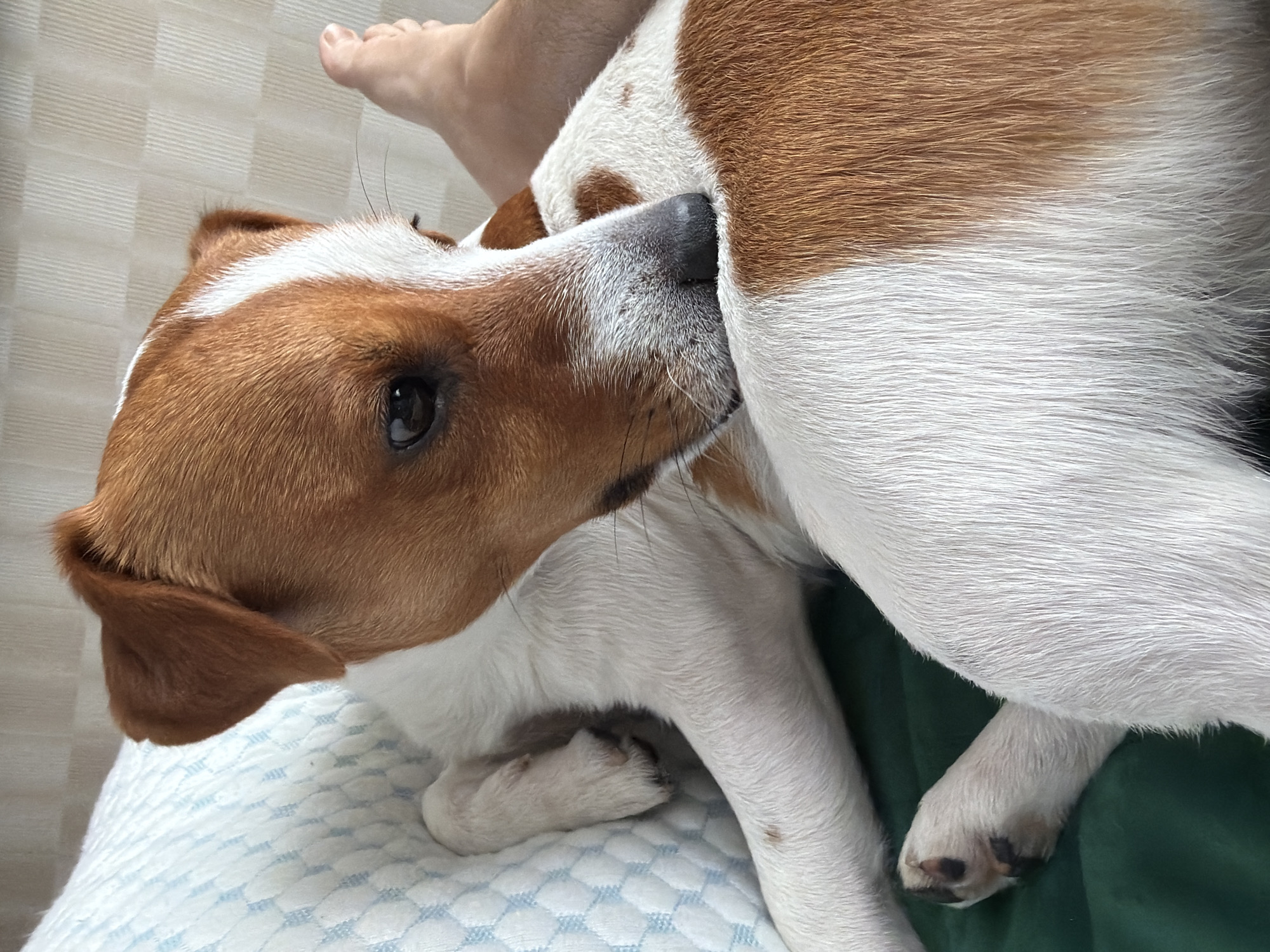 The image shows a close-up of a Jack Russell Terrier dog resting. The dog has brown and white fur and is lying on a textured, light-colored surface, possibly a blanket or mat. Another dog's fur, primarily brown and white, is visible in the background, obscuring much of the scene. The dog in the foreground is nuzzling into the other dog's flank. A human foot, with its toes visible, is positioned in the upper left corner of the frame, suggesting a person is nearby or interacting with the dogs. The overall impression is one of a peaceful, domestic scene. The lighting appears to be natural and soft, hinting at daytime. There is no visible text in the image.