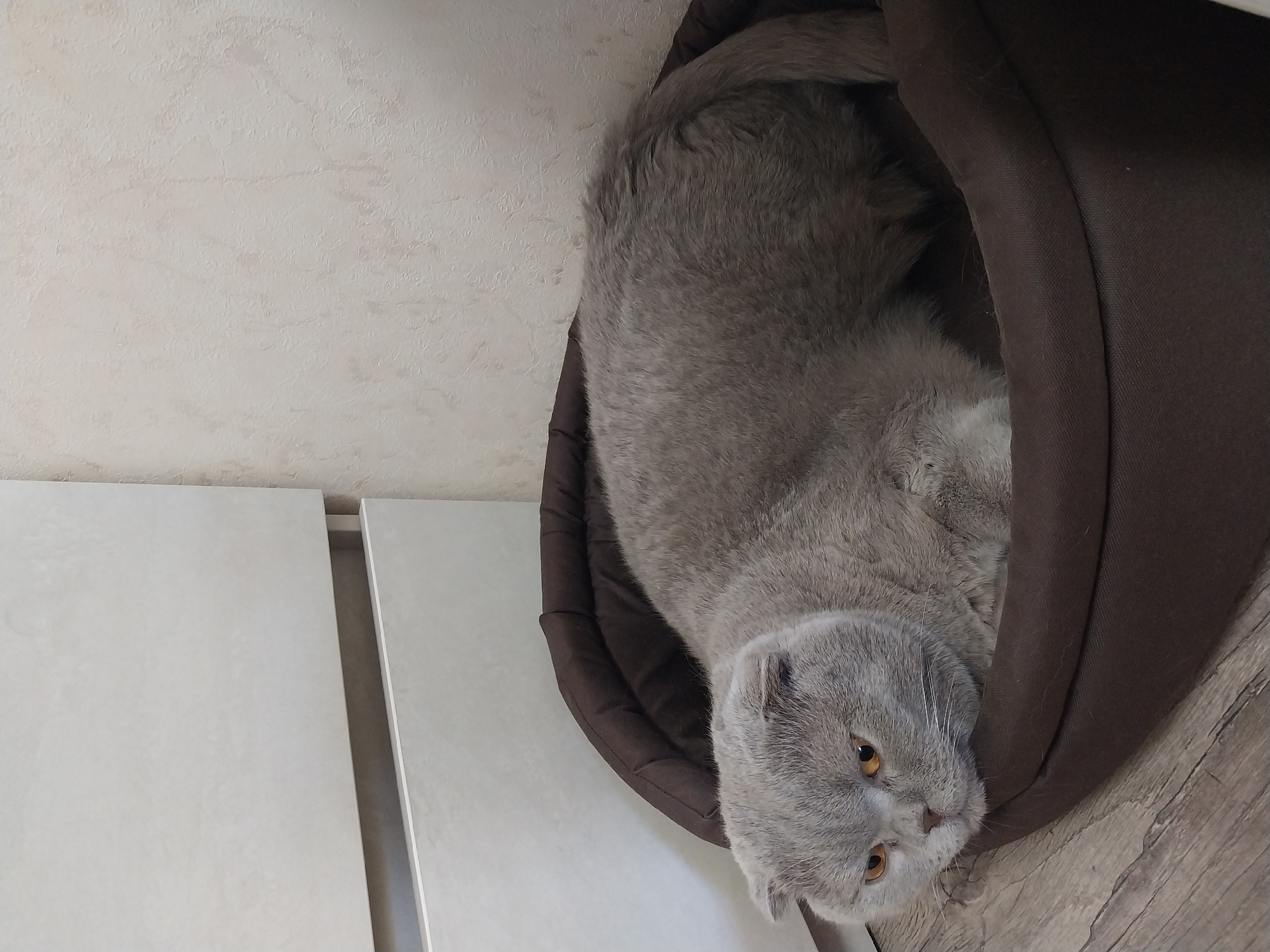 A grey Scottish Fold cat with yellow eyes is lying in a brown cat bed on a wooden floor. The cat is positioned in the foreground, facing left, with its head resting on the edge of the bed. Behind the cat bed, to the left, is a light-colored cabinet with two drawers. To the right of the cabinet and behind the cat, the wall has a textured, light beige finish. The overall lighting suggests an indoor setting, likely in a home. The scene is located in Dnipro, Ukraine.