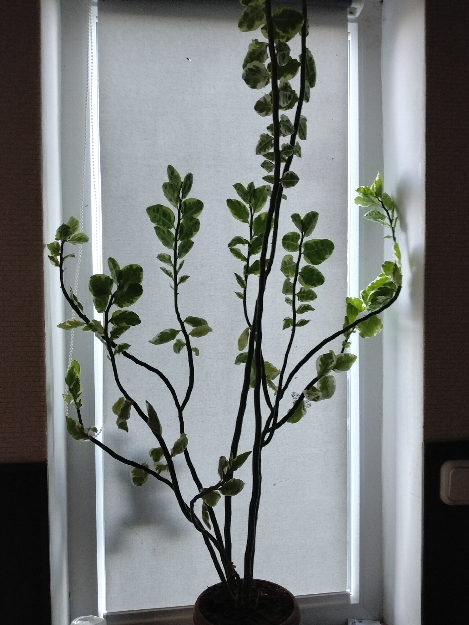 The image shows a potted plant with variegated green and white leaves and dark stems, positioned in front of a window with a white roller blind. The plant has multiple branches reaching upwards and outwards. The window frame is white, and part of a brown wall is visible to the right. A dark brown pot contains the plant. The lighting suggests it is daytime, with light filtering through the blind. The location is identified as Nizhnedonskoy, Russia. There are no people or animals visible in the image. The scene appears to be indoors, likely in a residential setting.