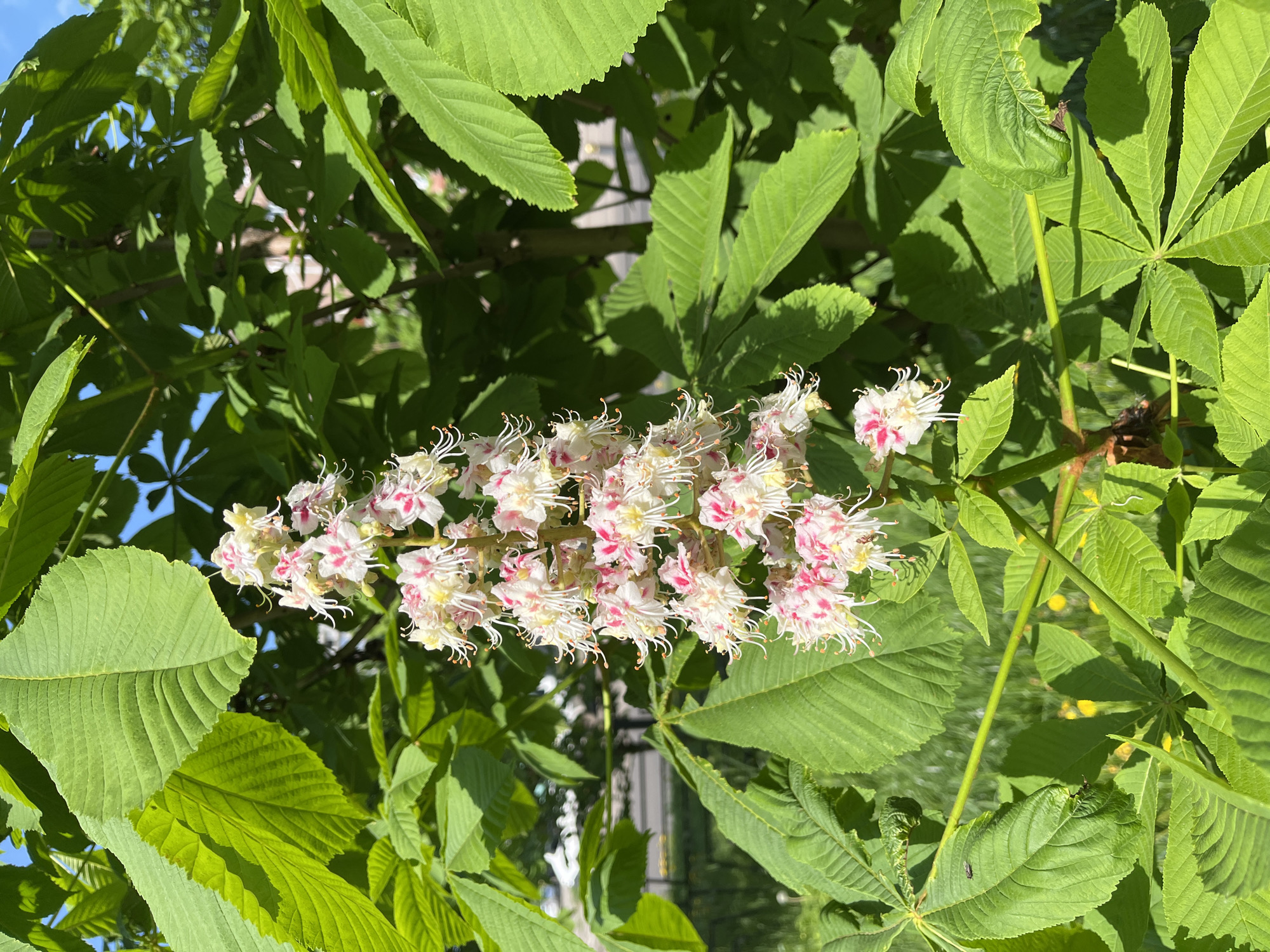 A close-up, sunlit shot captures a cluster of white and pink horse chestnut flowers surrounded by broad, green leaves. The flowers are arranged on a vertical stalk, and their petals have distinct pink blotches. The leaves are large and compound, with a radial pattern. The background reveals glimpses of the sky and blurred shapes, suggesting an urban environment. The precise location is indistinguishable.