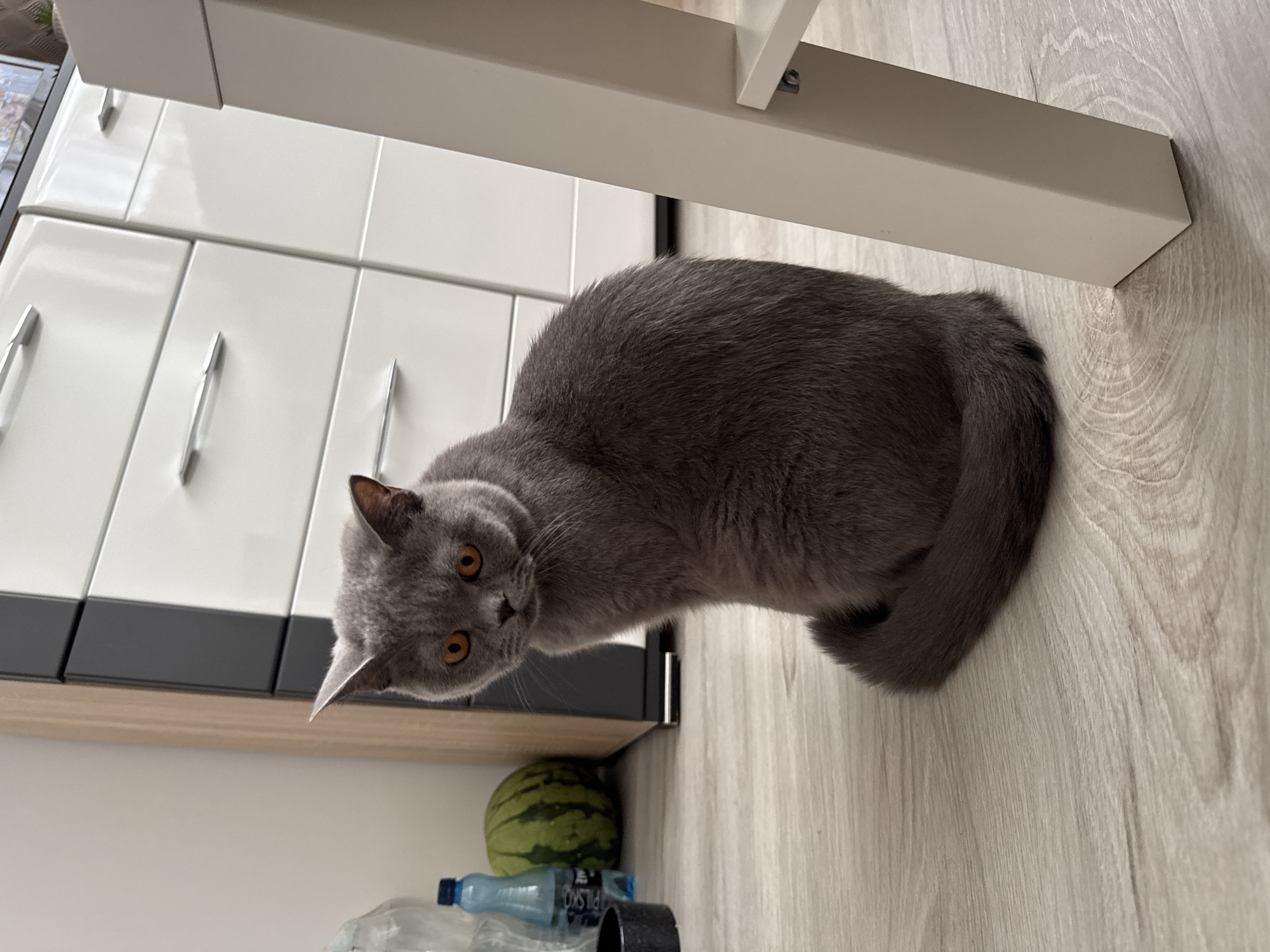 A grey British Shorthair cat with orange eyes sits on a light-colored wooden floor. The cat is facing left, with its body curved and its tail curled around its hindquarters. Behind the cat is a white dresser with silver handles and a wooden side panel. To the left of the cat, on the floor, are a blue water bottle and a small green and yellow watermelon. A white chair leg is visible on the right side of the frame. The scene appears to be indoors, likely in a residential setting within Zielona Góra, Poland.