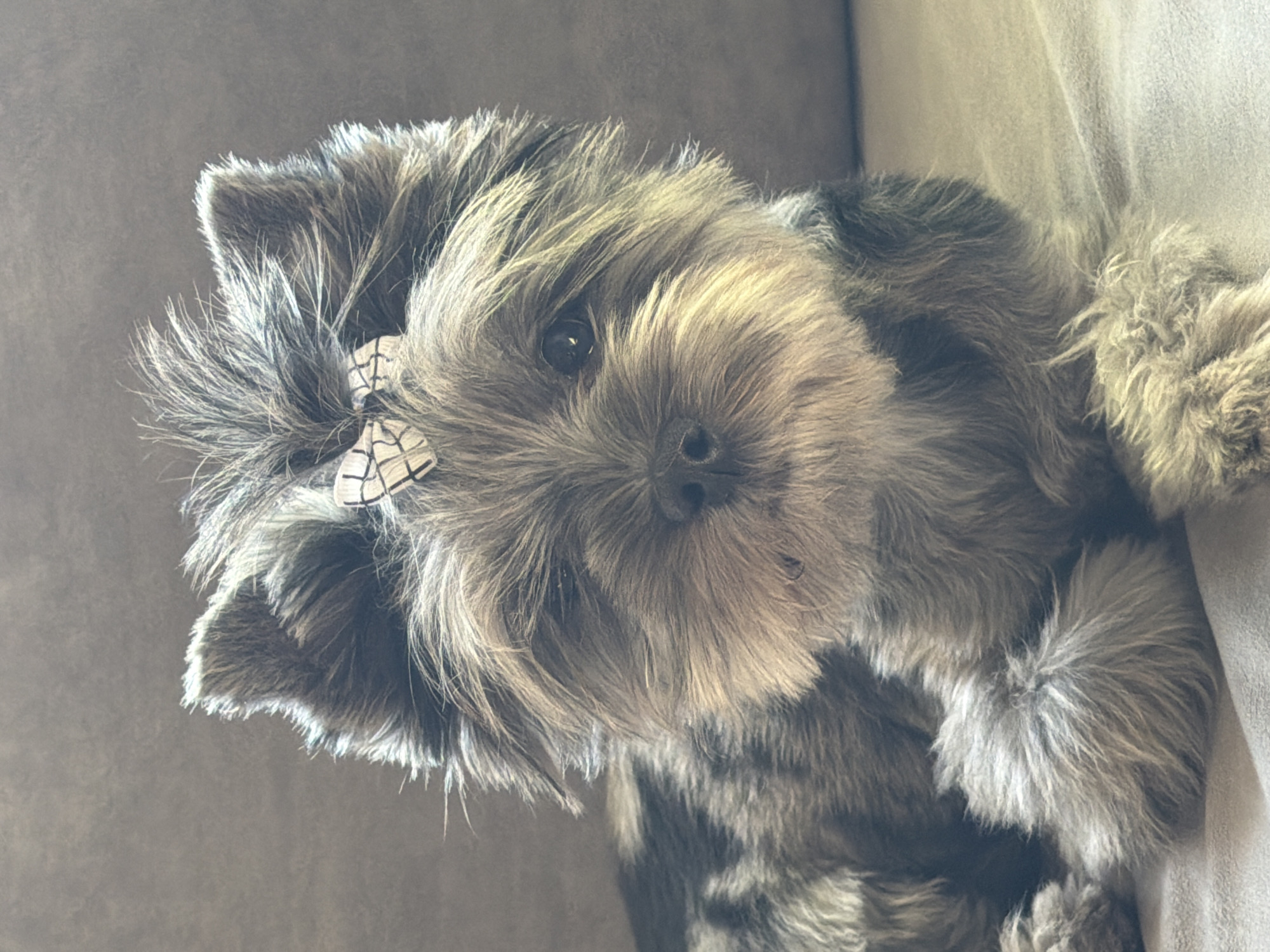 A small, shaggy-haired dog, likely a terrier breed, with mottled grey, black, and tan fur, gazes directly at the viewer. A small, white bow with a subtle checkered pattern is attached to the fur above its left eye. The dog's dark, attentive eyes and small black nose are visible through its long facial hair. It is resting on a soft, neutral-colored upholstered surface, possibly a couch or bed, suggesting an indoor setting. The lighting appears to be natural daylight. The dog's posture is calm and relaxed, indicating a moment of quiet observation. No visible text is present in the image. This scene is located in Chaikovsky, Russia.