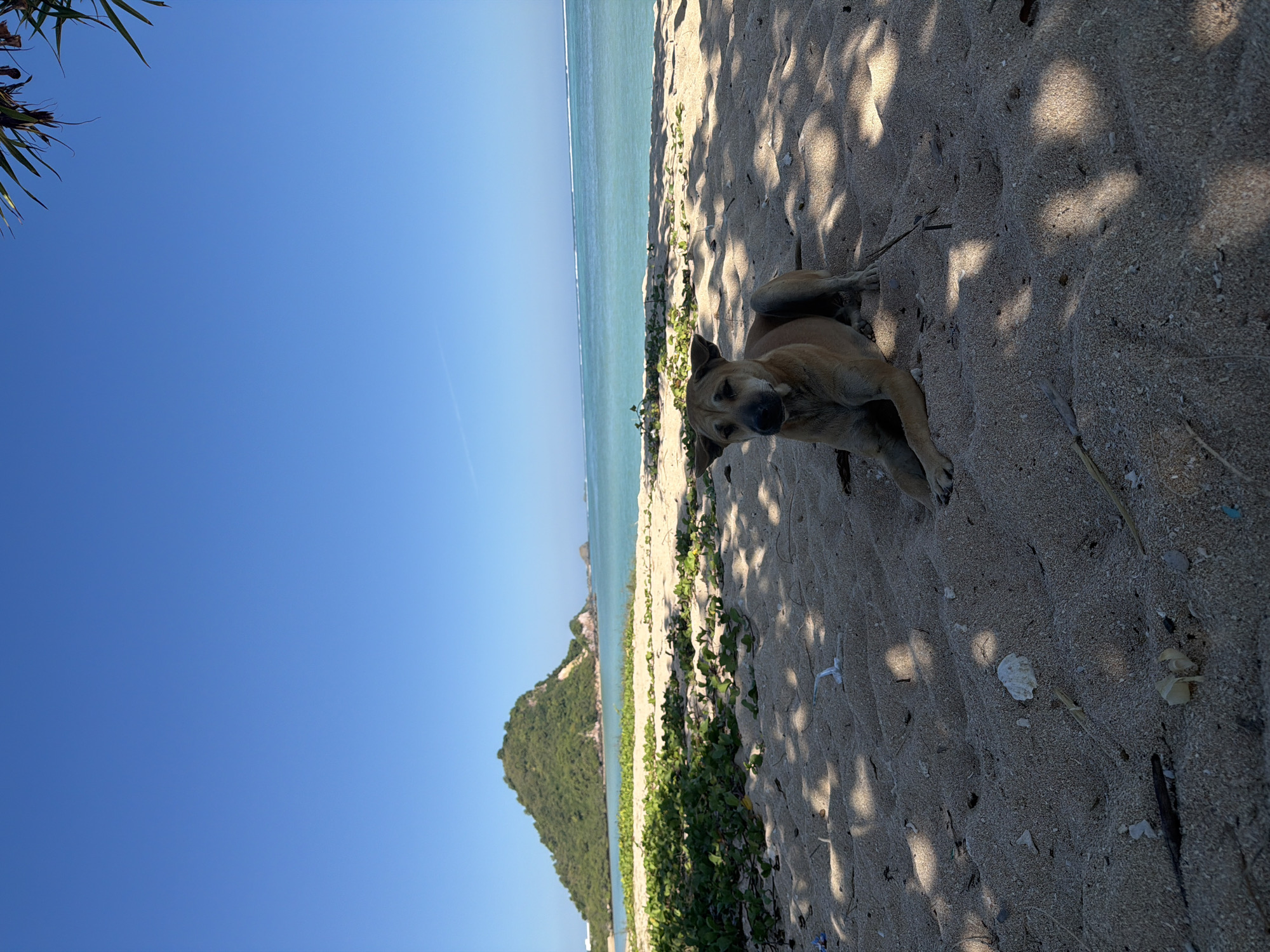 A tan-colored dog is lying on a sandy beach in Kuta, Indonesia, under the dappled shade of overhead foliage. The dog is facing the camera with its head slightly tilted. The background features a clear blue sky, turquoise ocean with gentle waves, and a lush green hill on the horizon. Green vegetation is growing on the sand in the foreground, and scattered debris like shells and small pieces of plastic are visible on the sand. The overall scene depicts a peaceful beach environment.