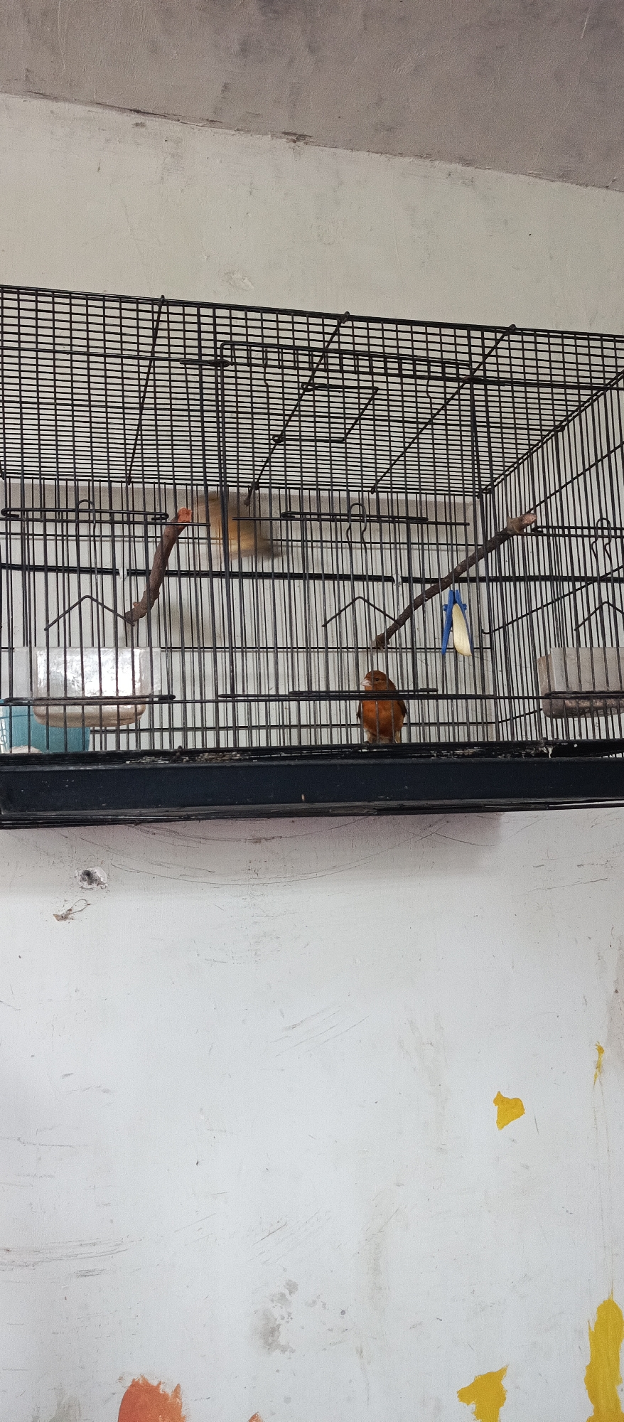 An indoor medium shot captures two small orange birds inside a black wire birdcage. The cage is positioned horizontally and is viewed from the front. The birdcage bars are thin and closely spaced, creating a grid pattern throughout the image. Inside the cage, two natural branches are placed diagonally as perches. The bird on the left is mostly obscured by the cage bars and is light brown and orange in color. The bird on the right is a vibrant orange and is perched lower down on a branch. A small blue and white plastic object is clipped to the branch in the center of the cage. To the left of the cage, a clear plastic container is visible, possibly a water or food dispenser, with a blue tint at the bottom. The background behind the cage is a light-colored, textured wall. The bottom of the image shows a white wall with some scuff marks and smudges, as well as some splotches of orange and yellow paint. The scene appears to be in an indoor setting, likely a home or aviary, given the presence of the birdcage and wall texture. The lighting suggests an ambient indoor light source.